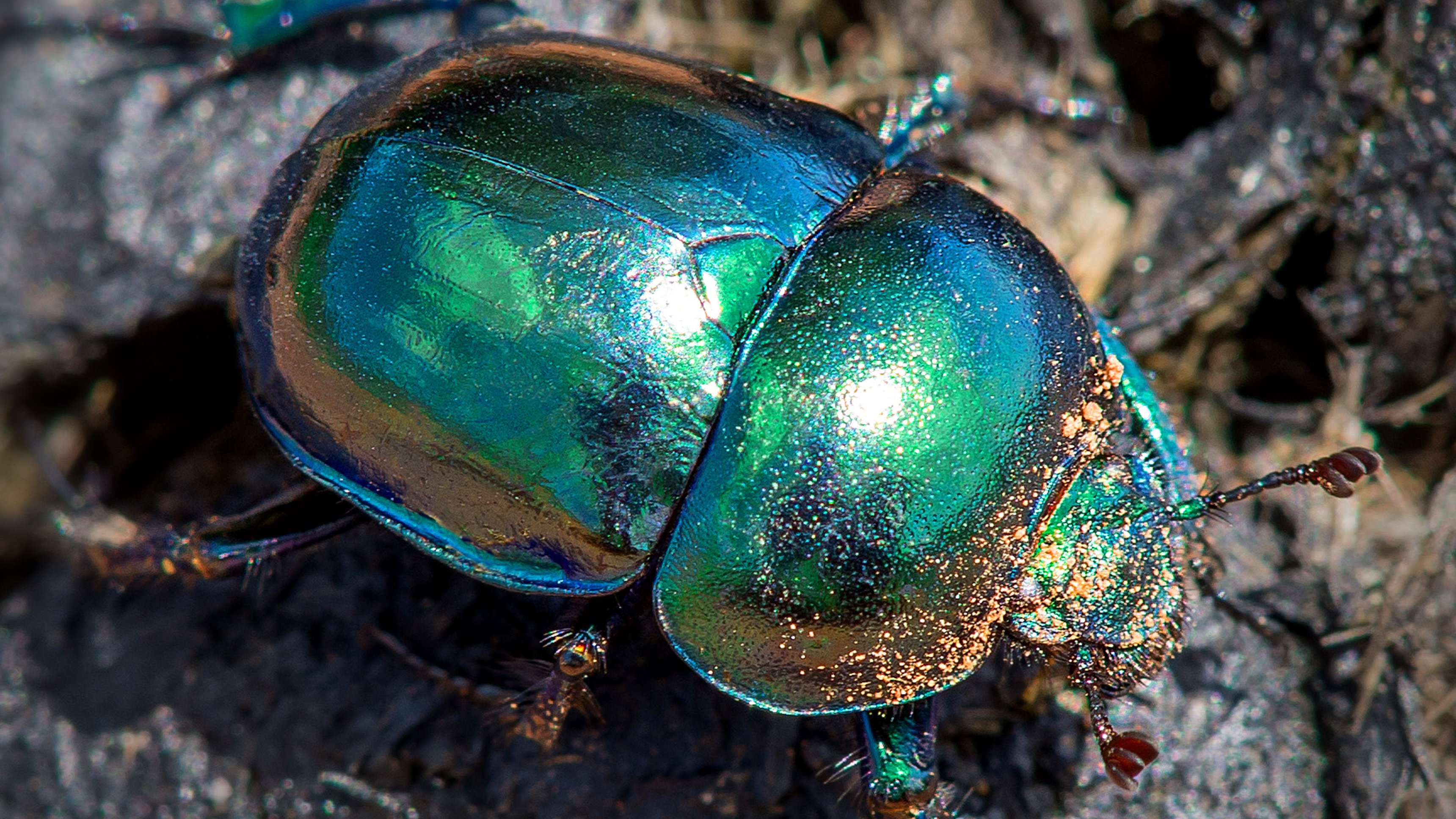 Fantastiska insekter