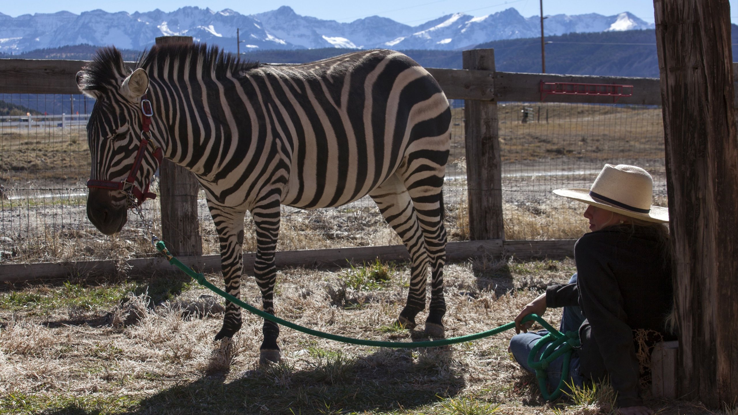 21. A Horse Of A Different Color