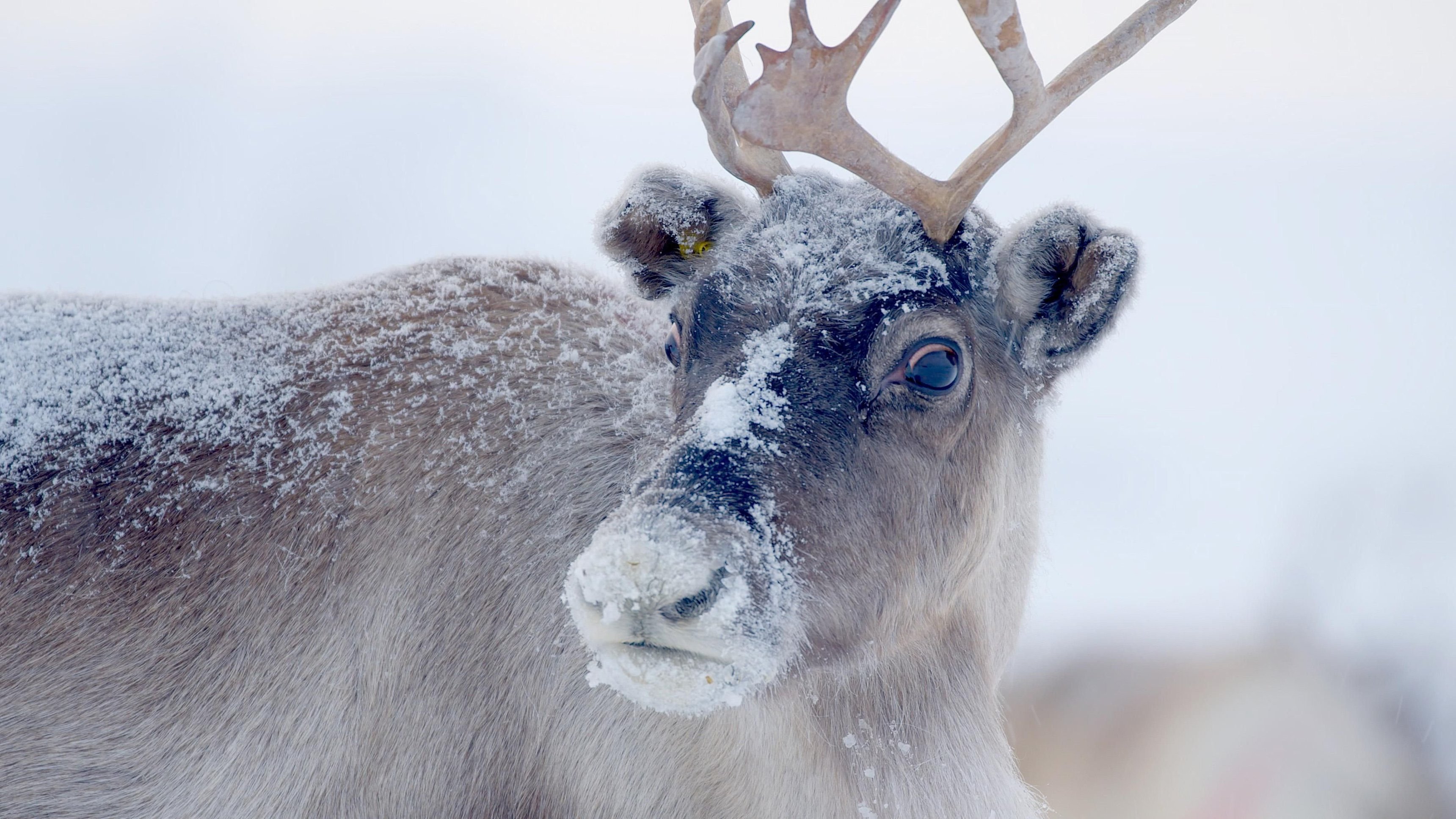 6. Jultomtens vilda hem