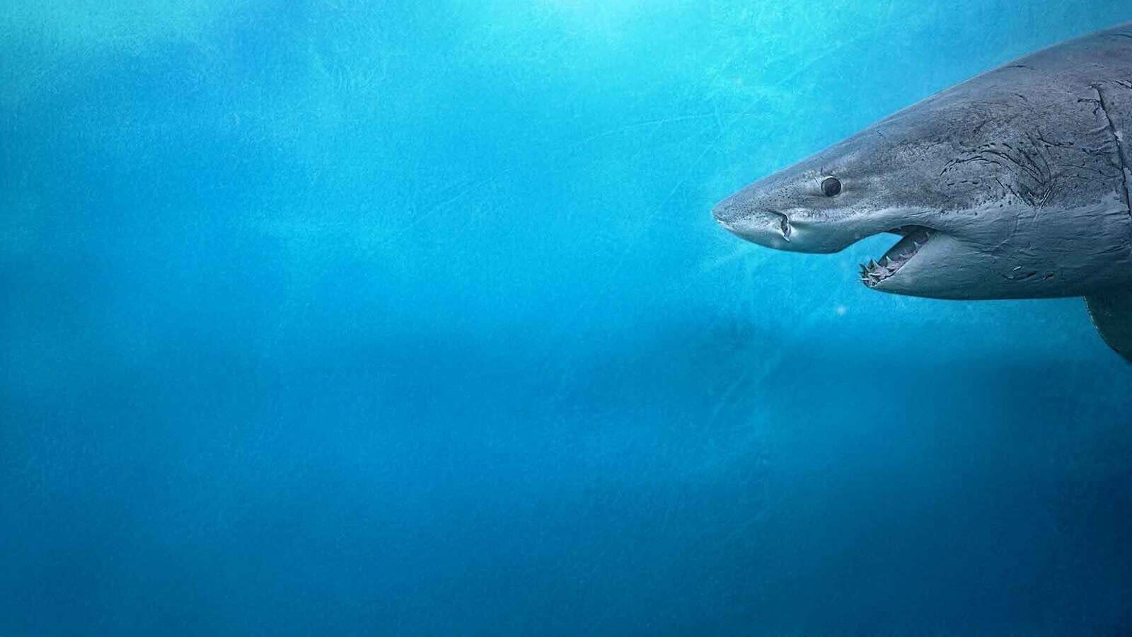 Sharks of the North