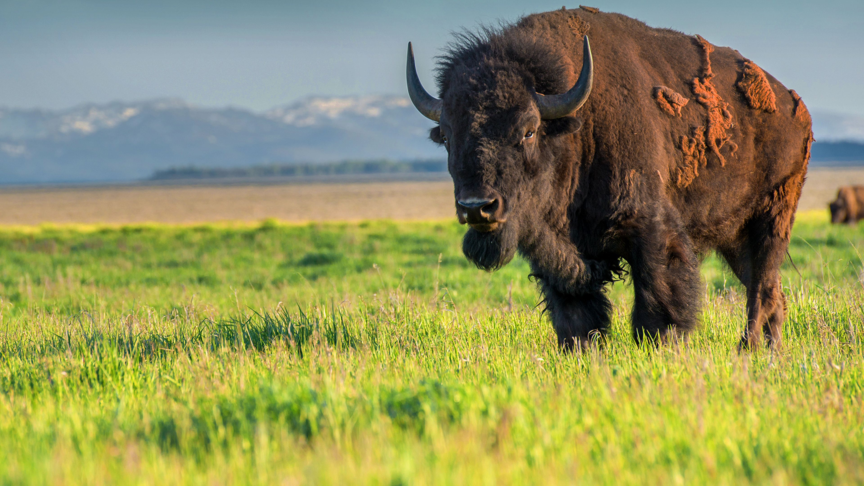 Det vilda Yellowstone