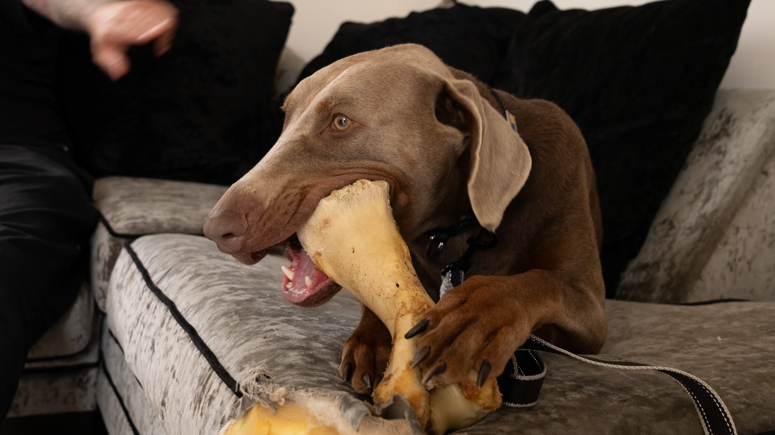 3. Dogs Behaving Badly S06 E003