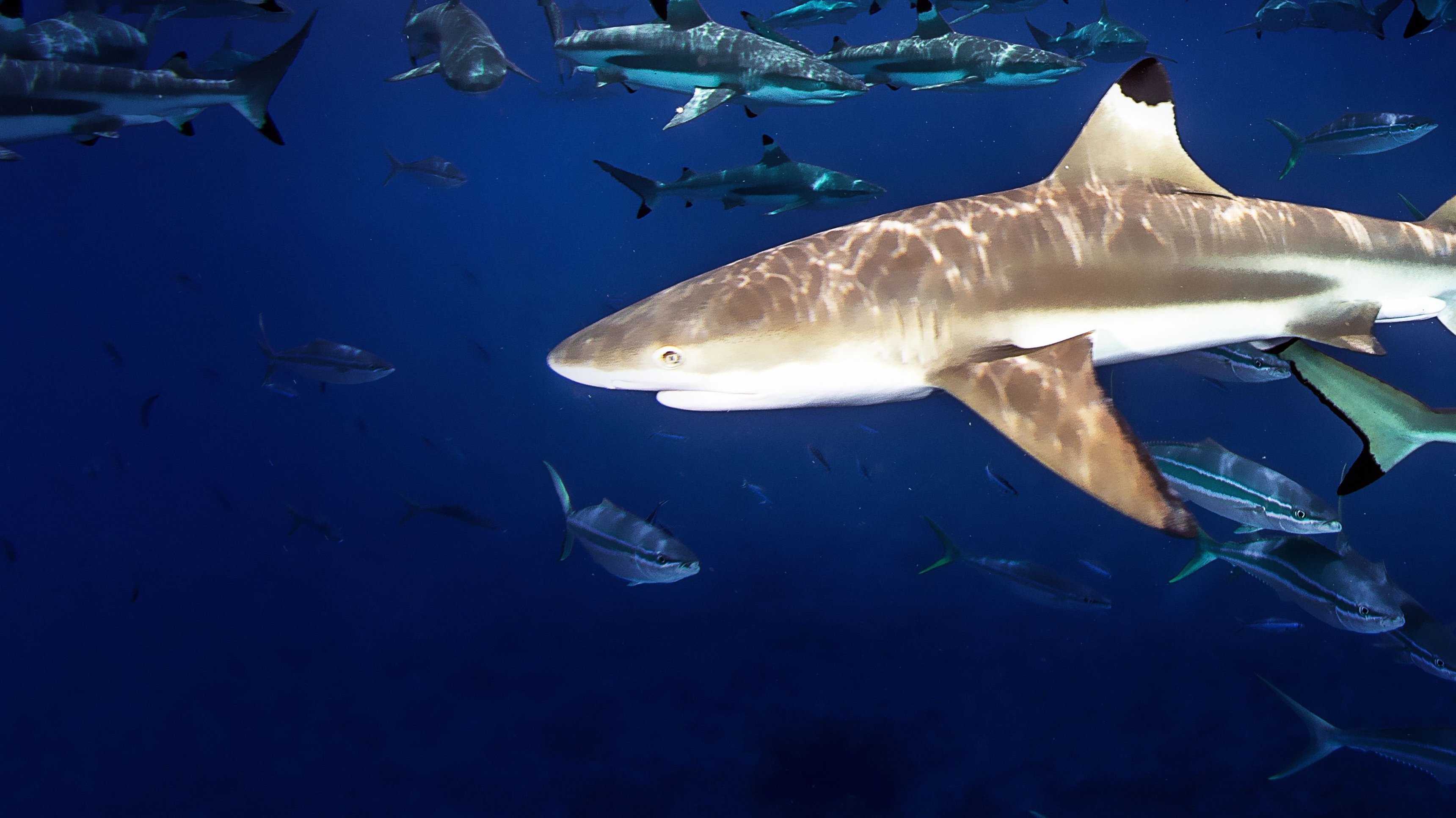 Sharks of Lost Island