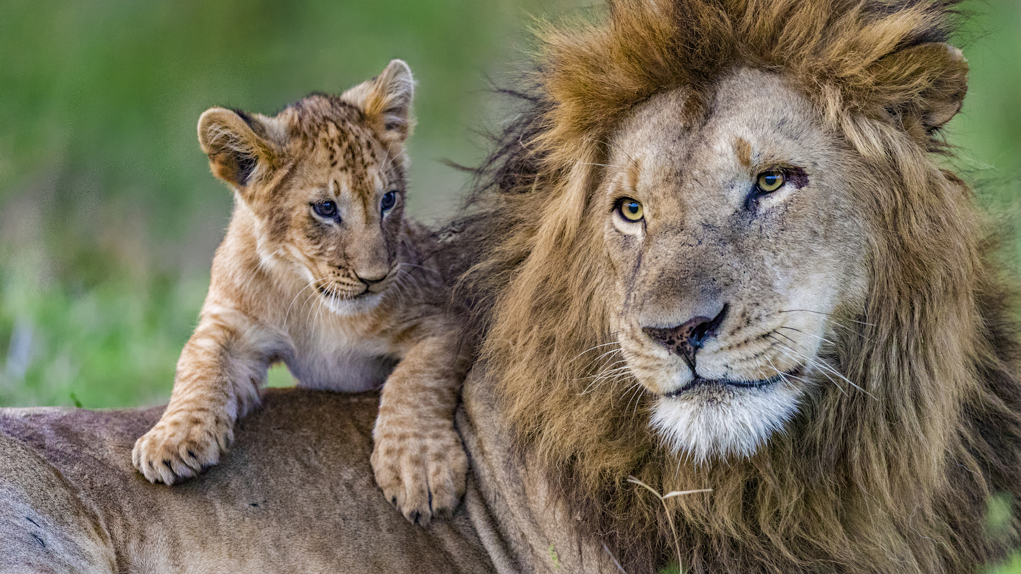 1. Kingdom Of Predators