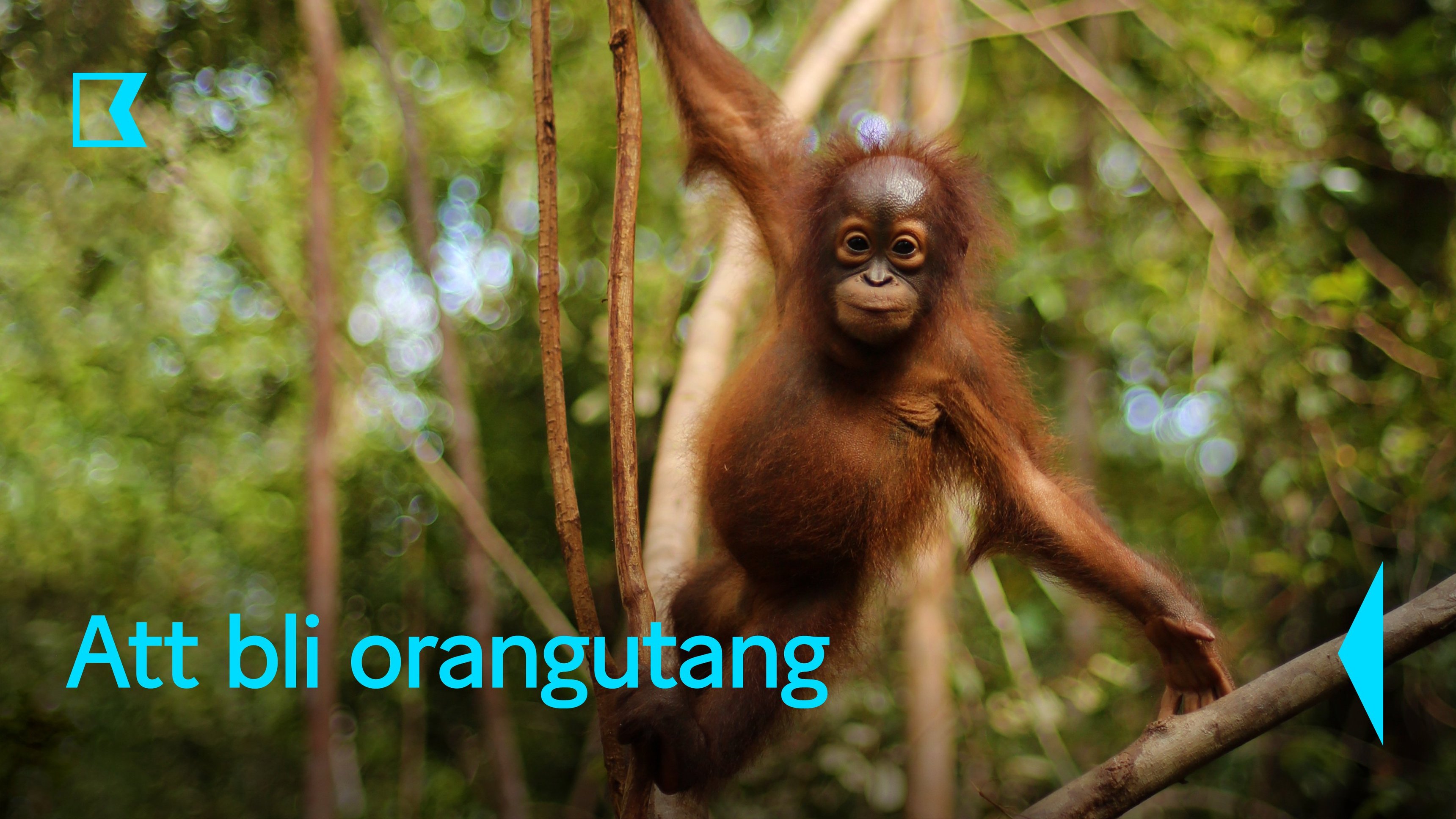 Att bli orangutang