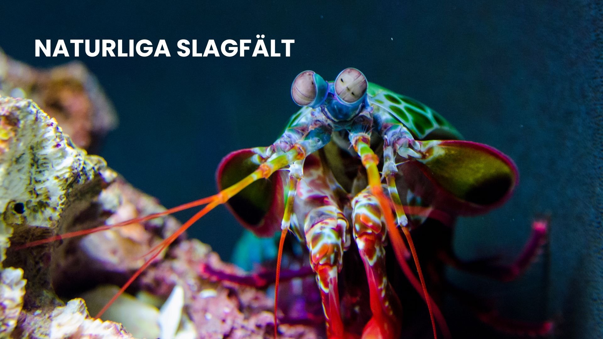 Naturens slagfält