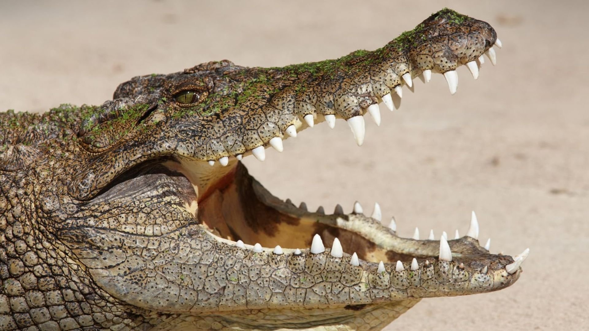 3. Krokodil