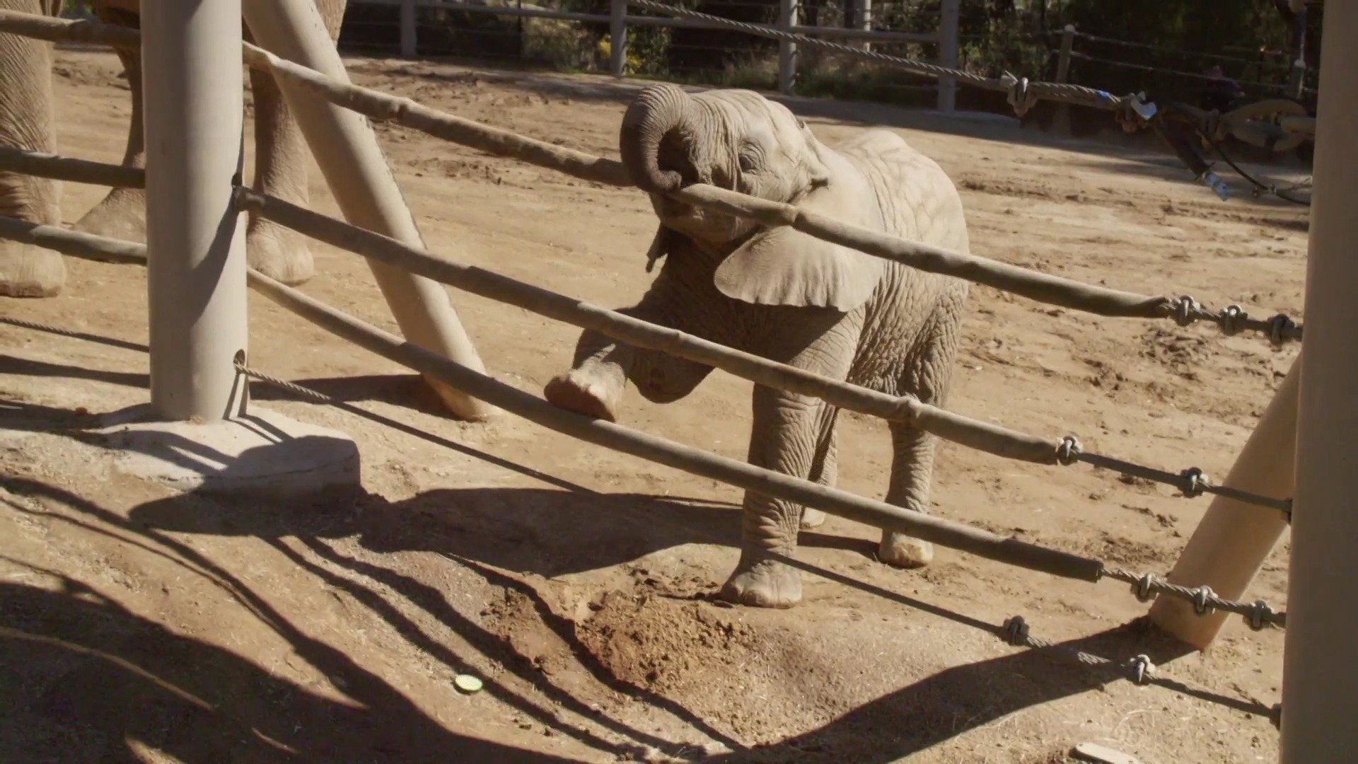 8. Mkhaya Discovers Her Trunk