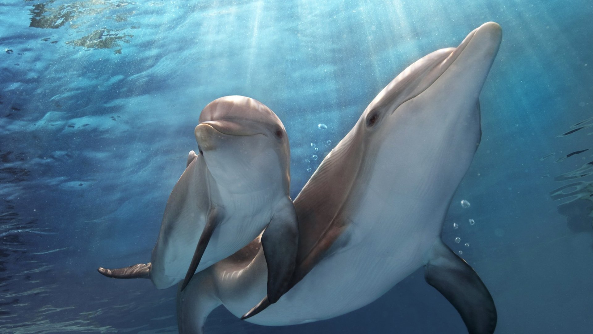 Dolphin tale 2