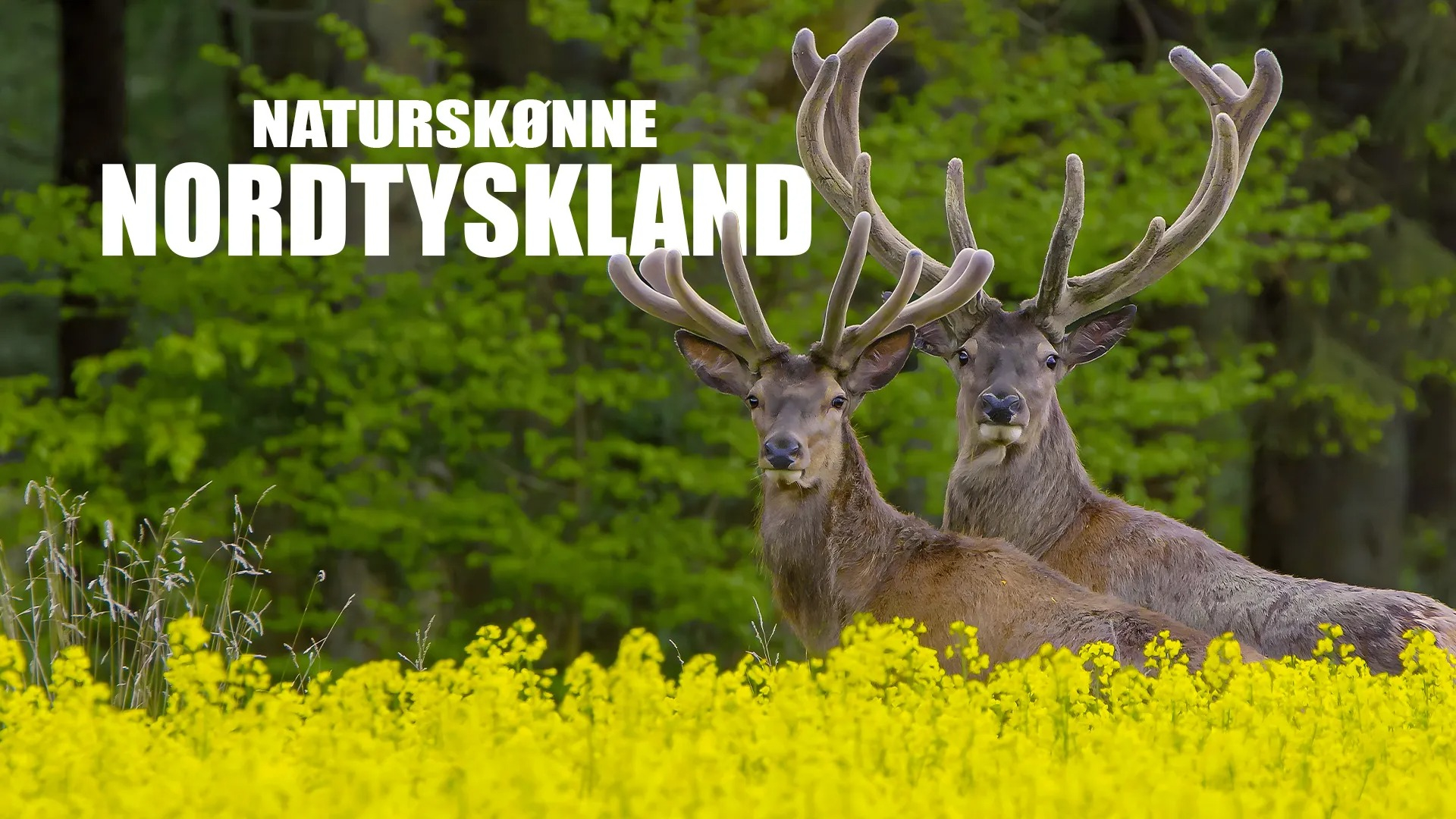 Det vilda Nordtyskland