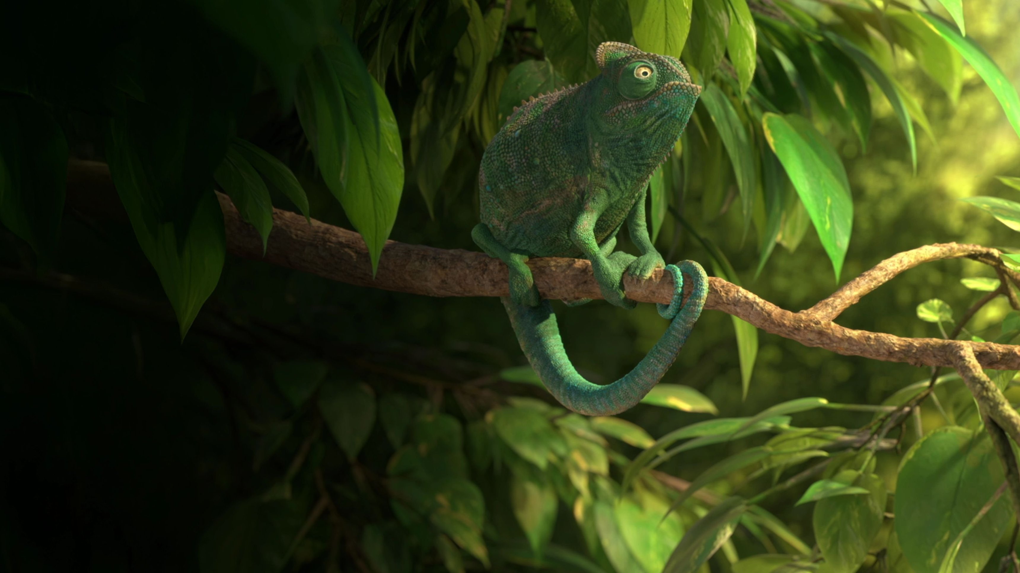 Our Wonderful Nature: The Common Chameleon