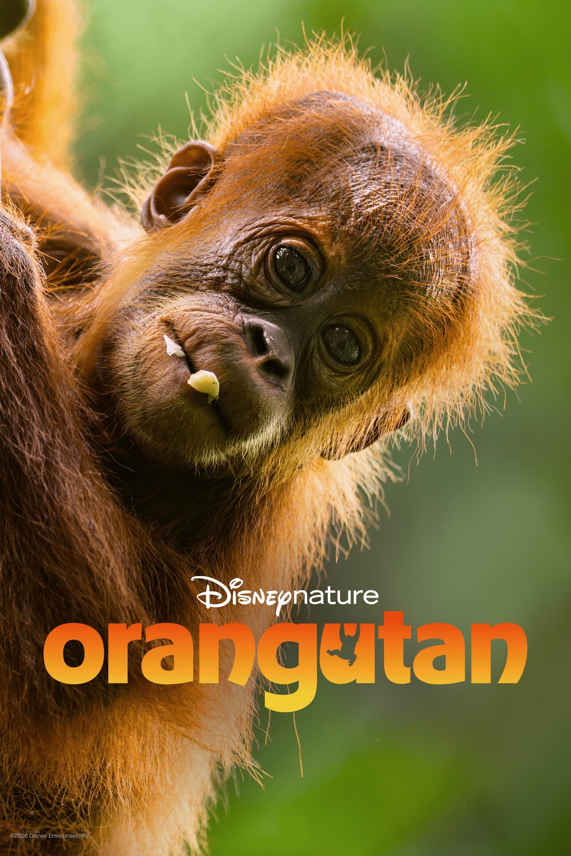 Orangutan