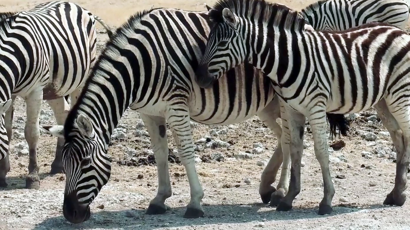 1. Lejonets torraste savann