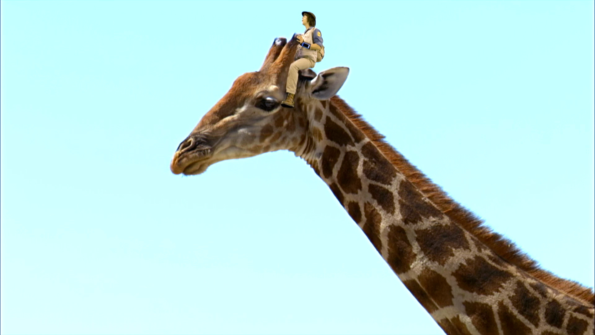 10. Andy och girafferna