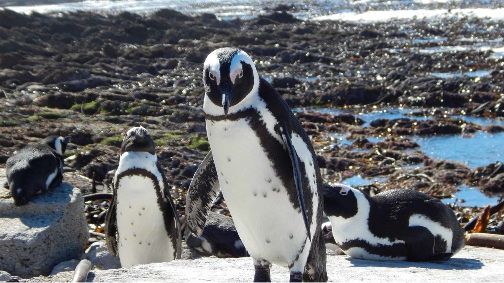 4. Portly Penguin