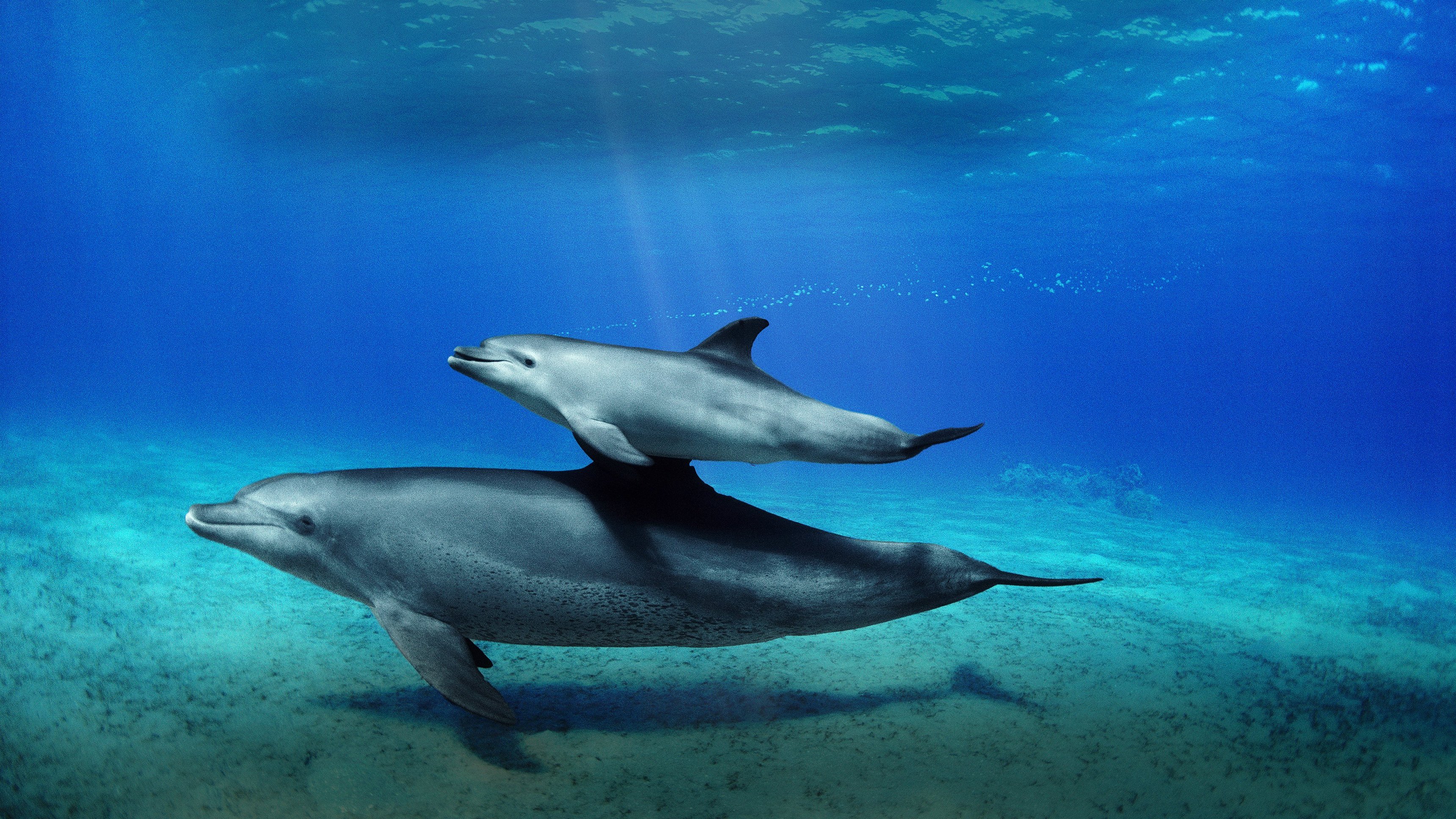 2. Kärleksfulla delfiner och koralldagis
