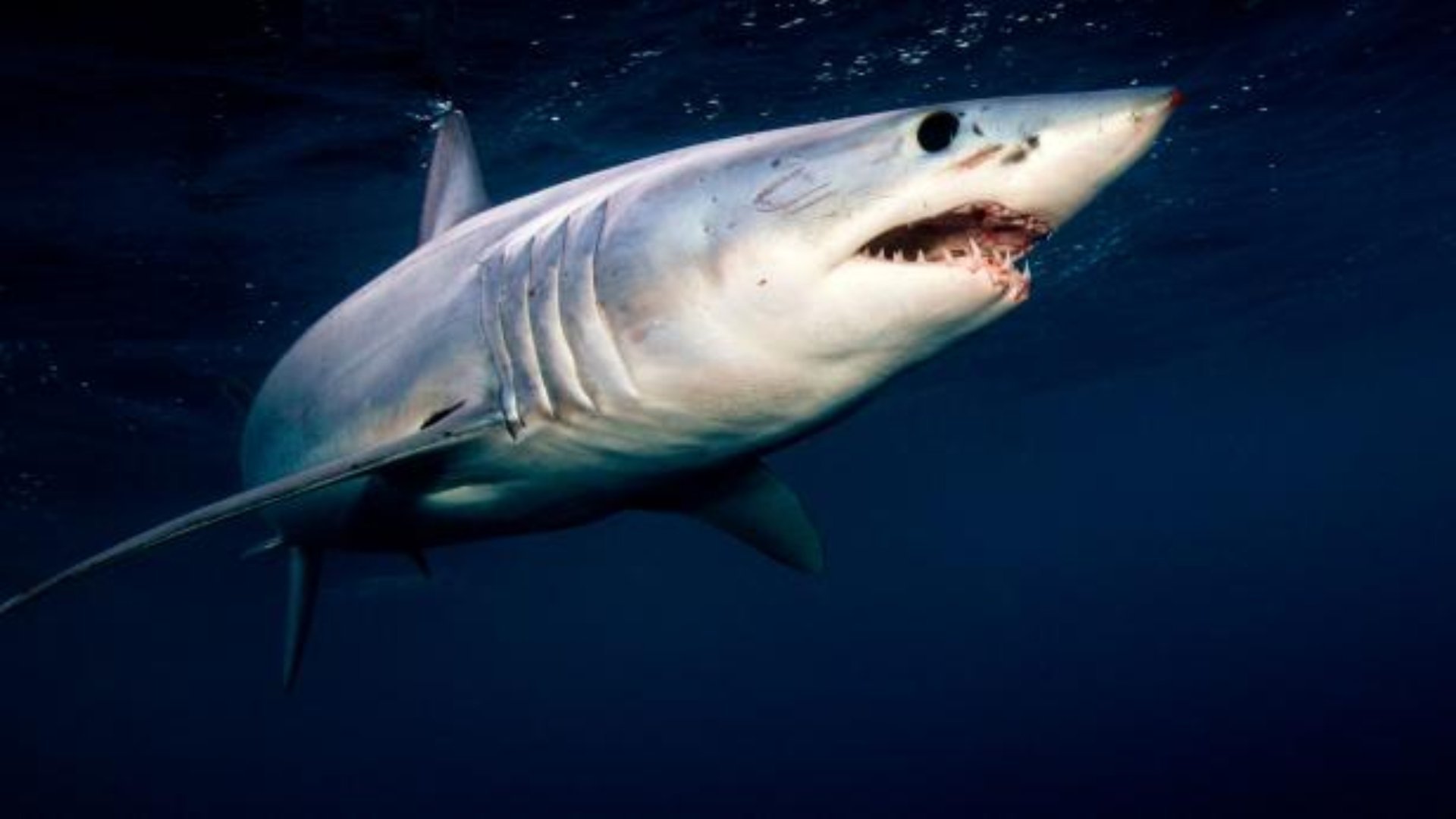 1. Monster Mako 3