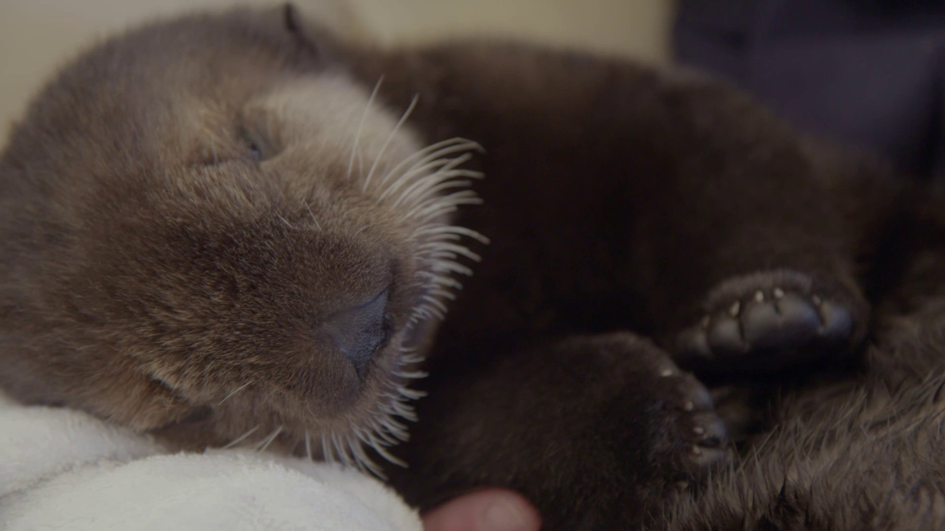8. Baby Otter Rescue