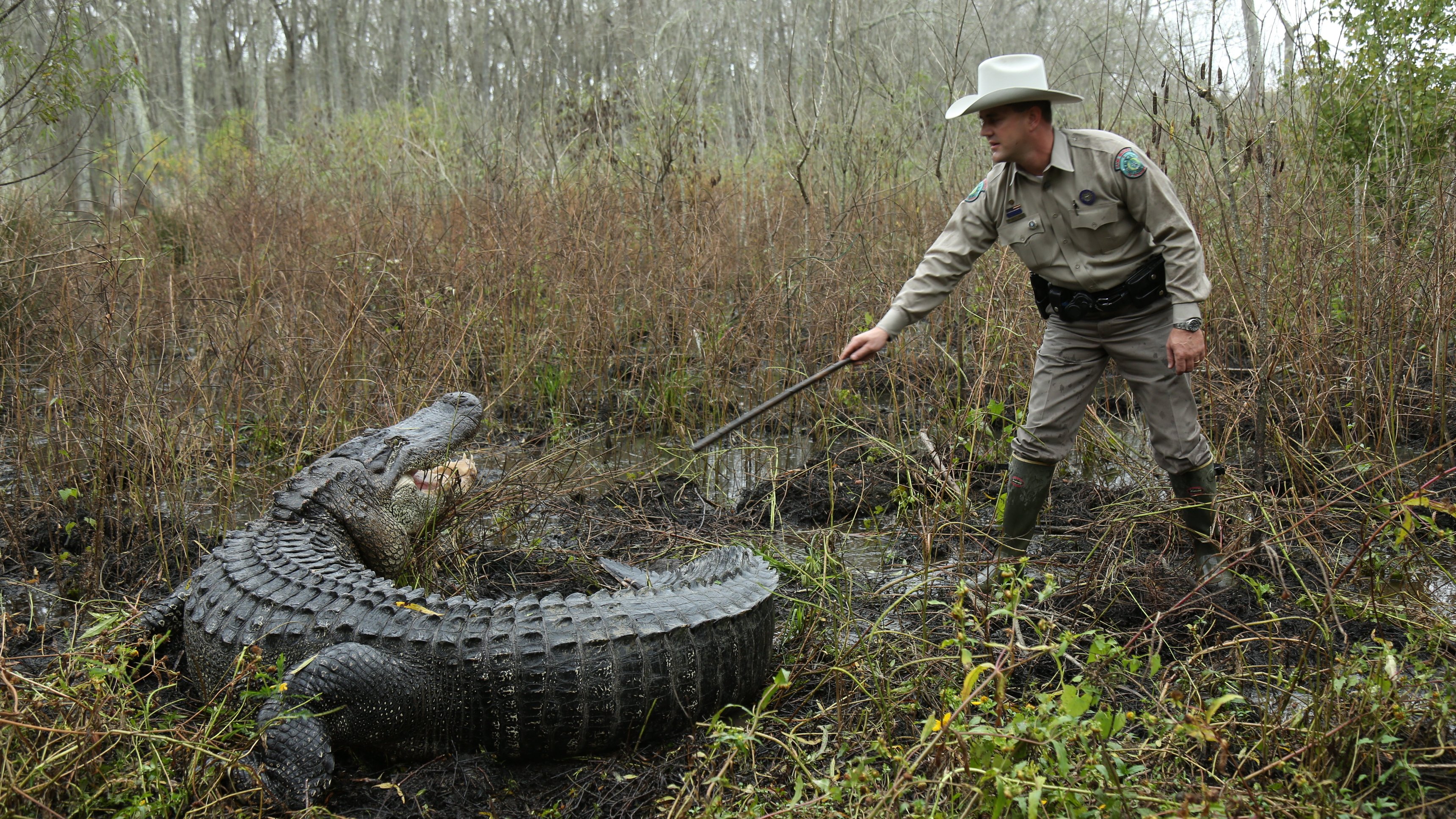 8. Gator Vs. Dog