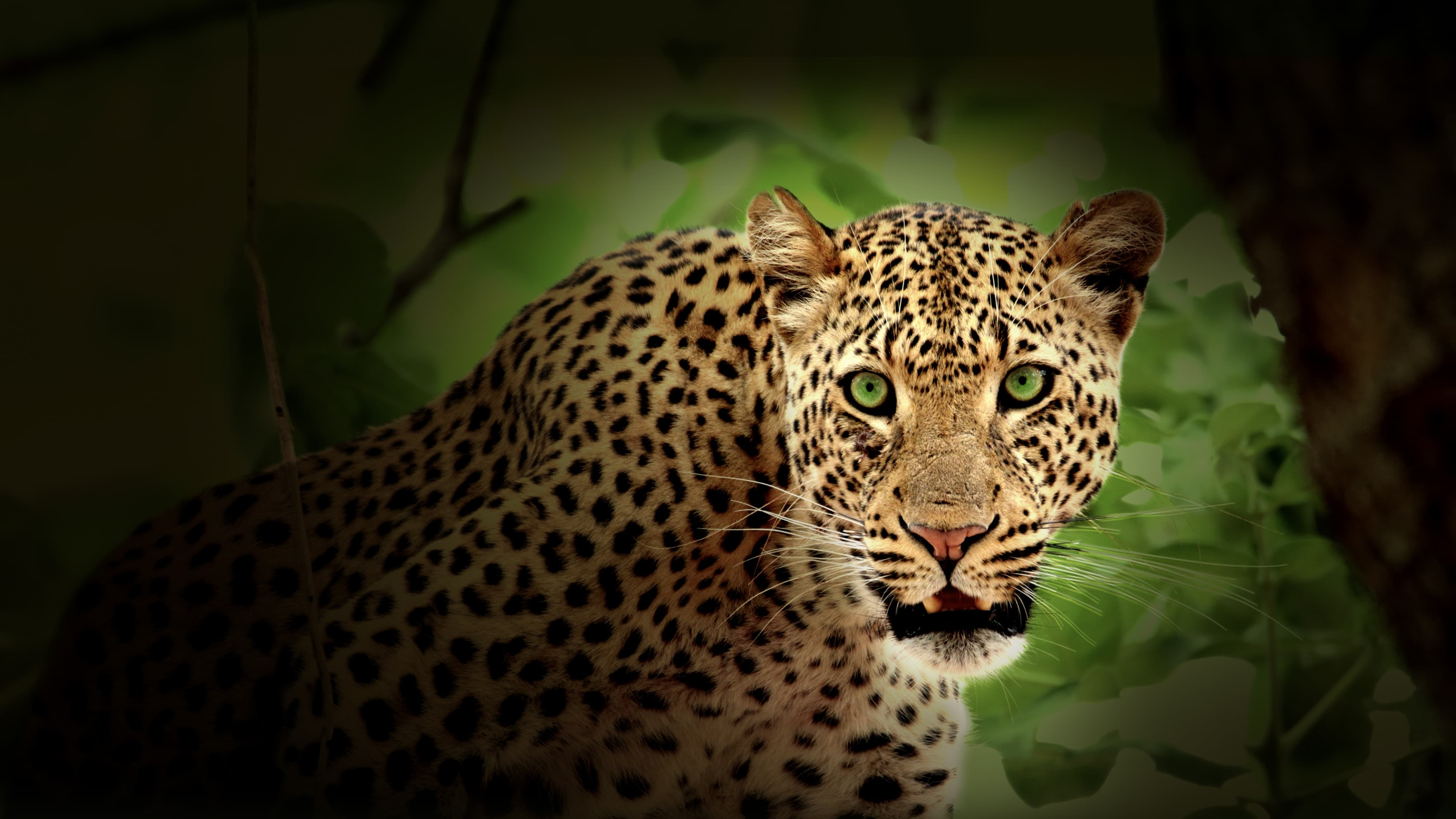 Afrikas jägare