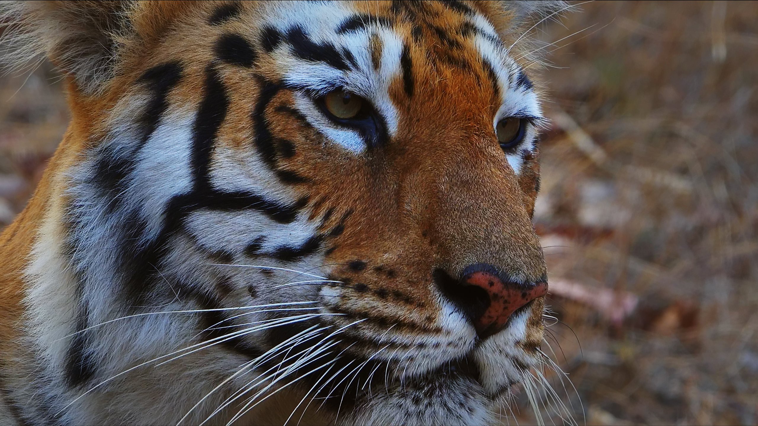 1. Tigerdrottningarnas fästning