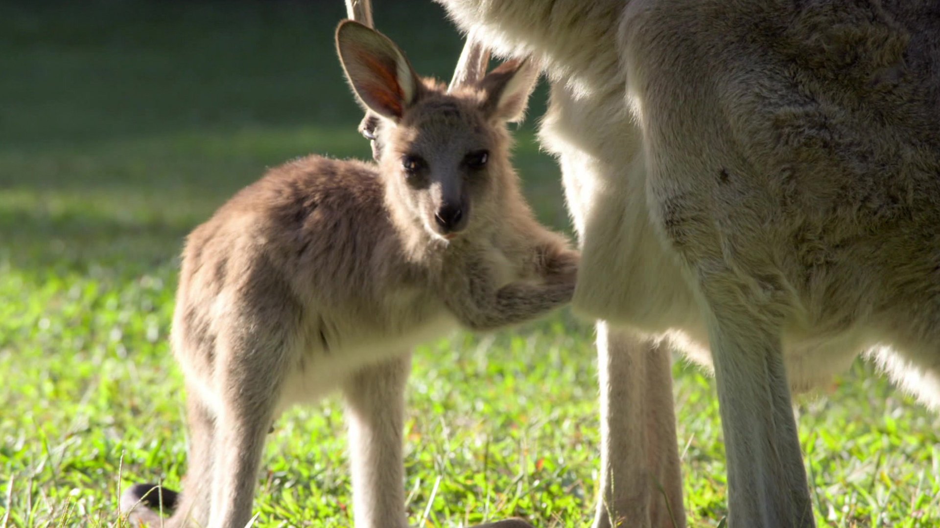 8. Robert's Baby Kangaroo