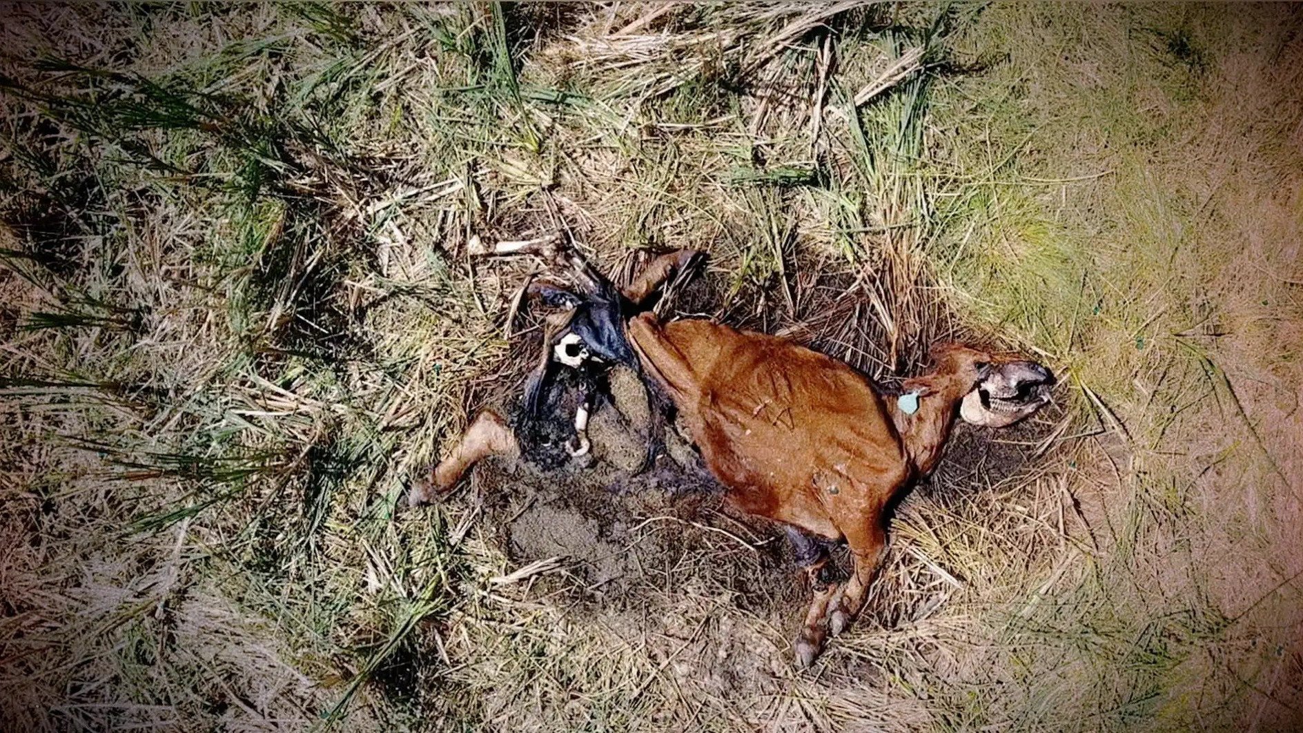 1. Strange Sightings