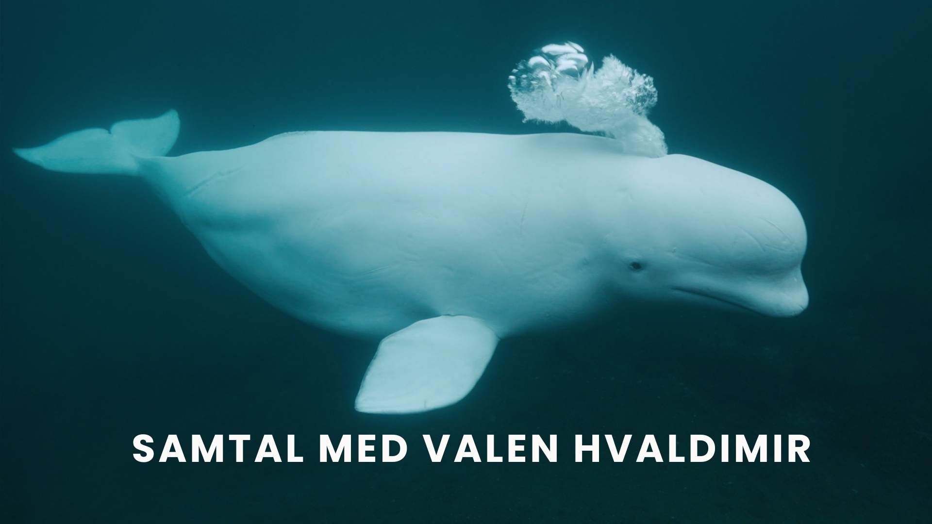 Samtal med valen Hvaldimir