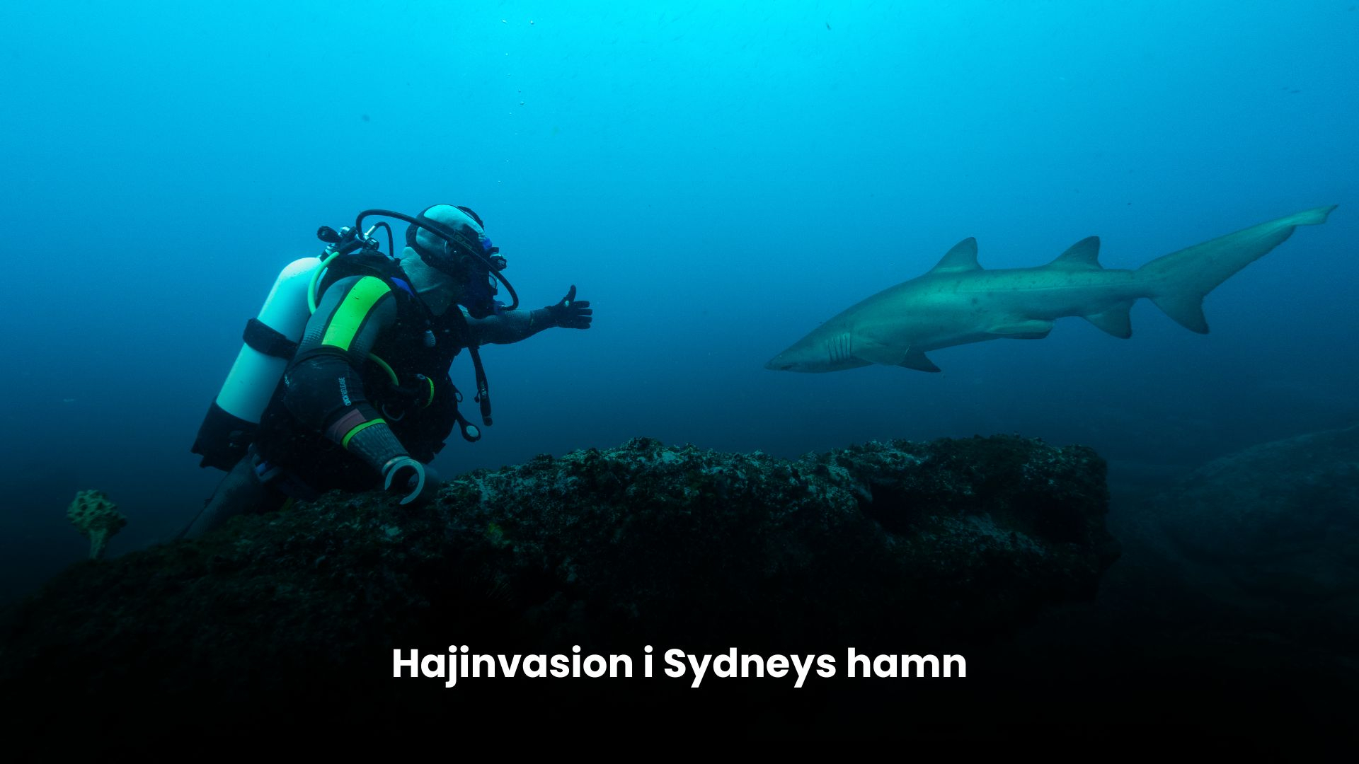 Hajinvasion i Sydneys hamn