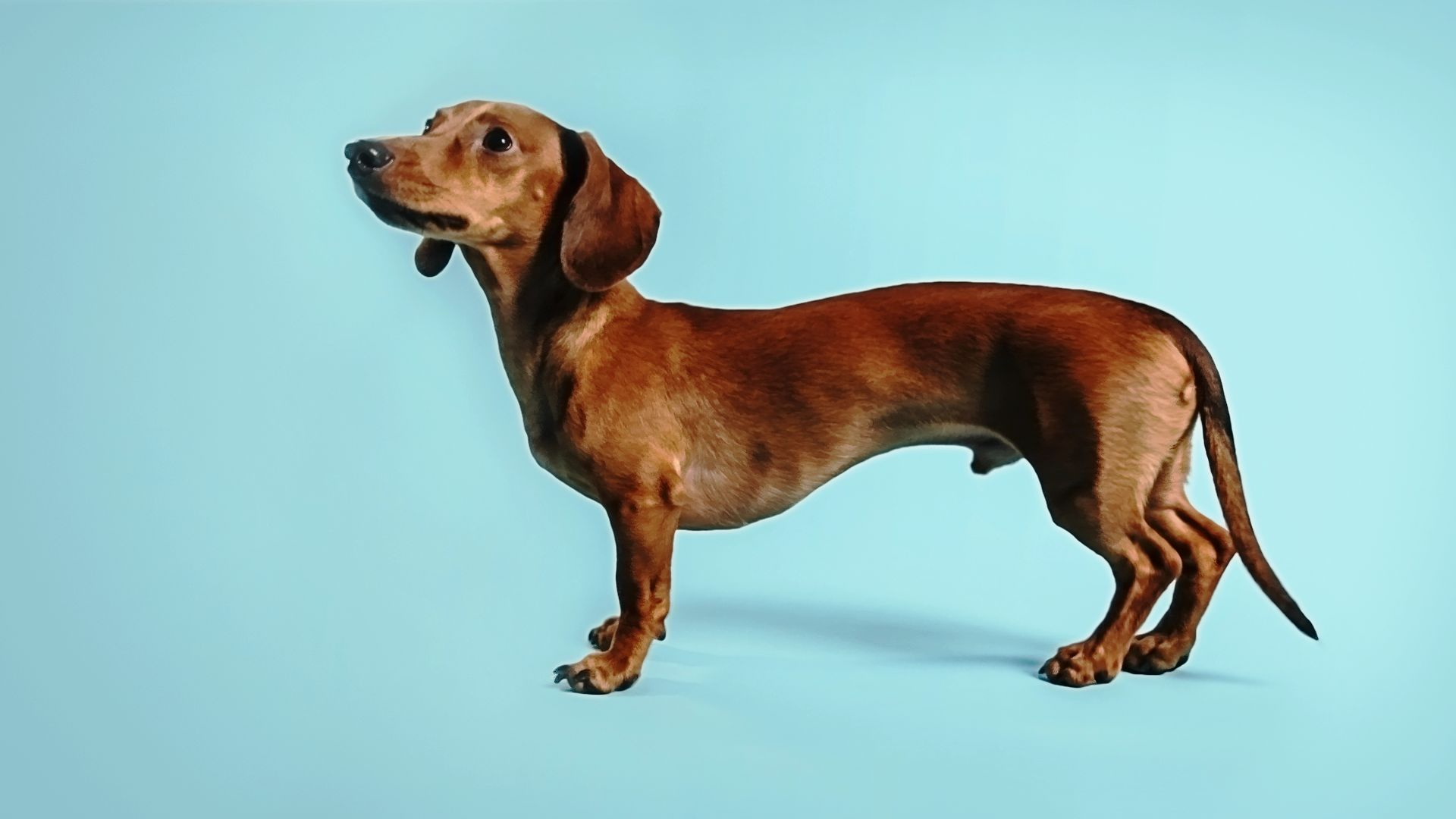 How Dogs Got Their Shapes