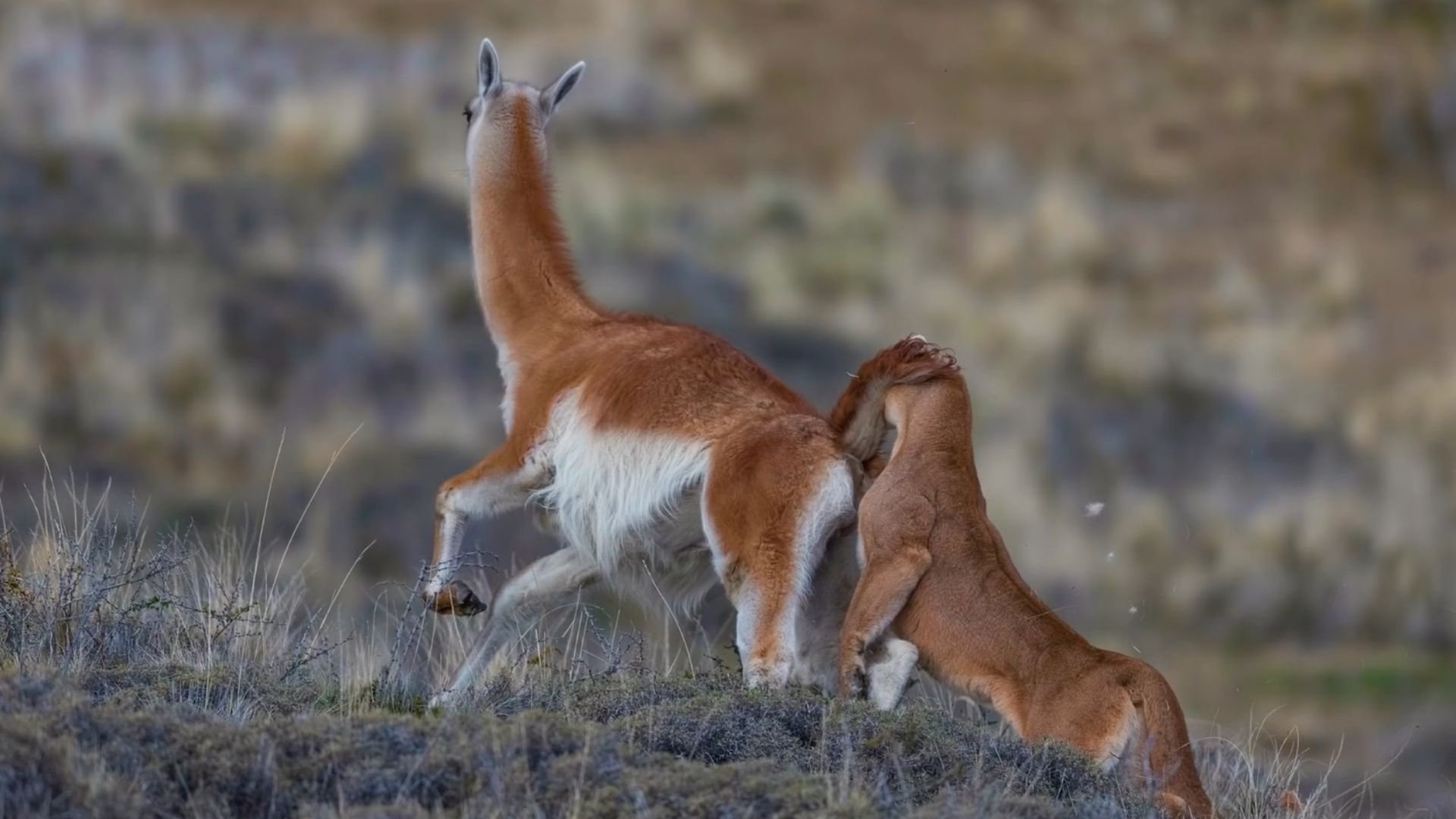 4. Överlevarnas rike