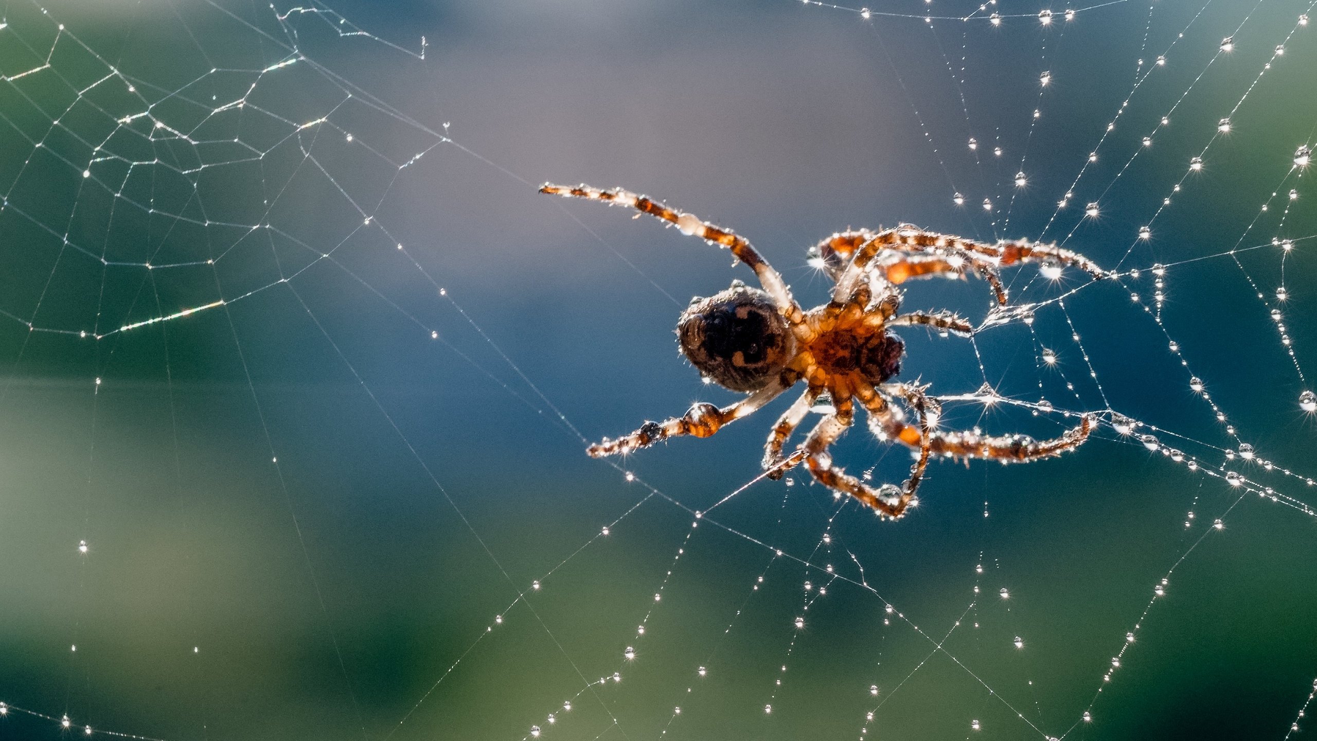 2. Sparkly Spider