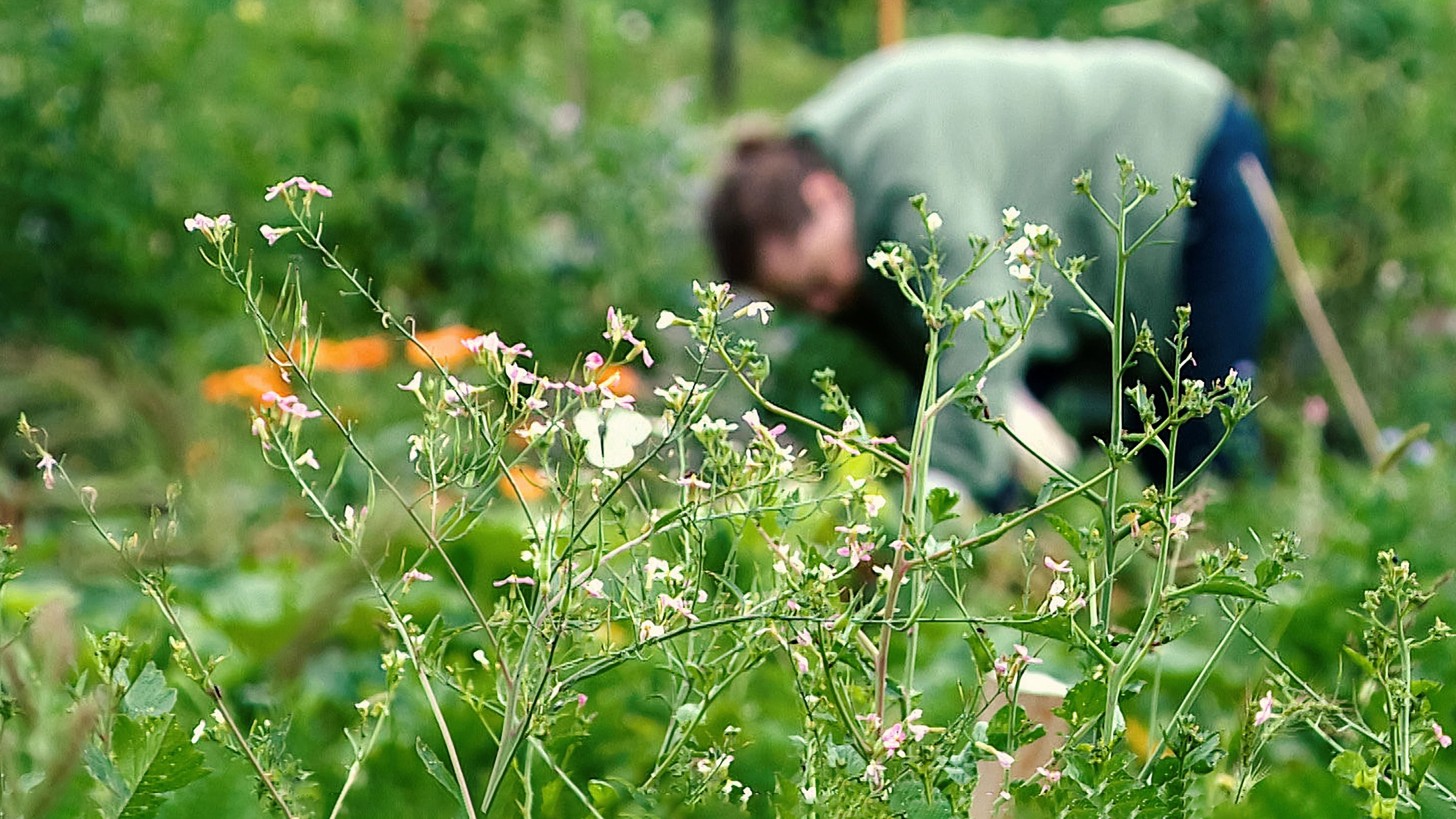 Urban Farming