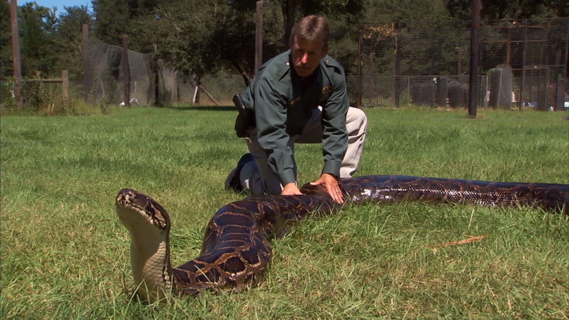 3. Giant Pythons In America