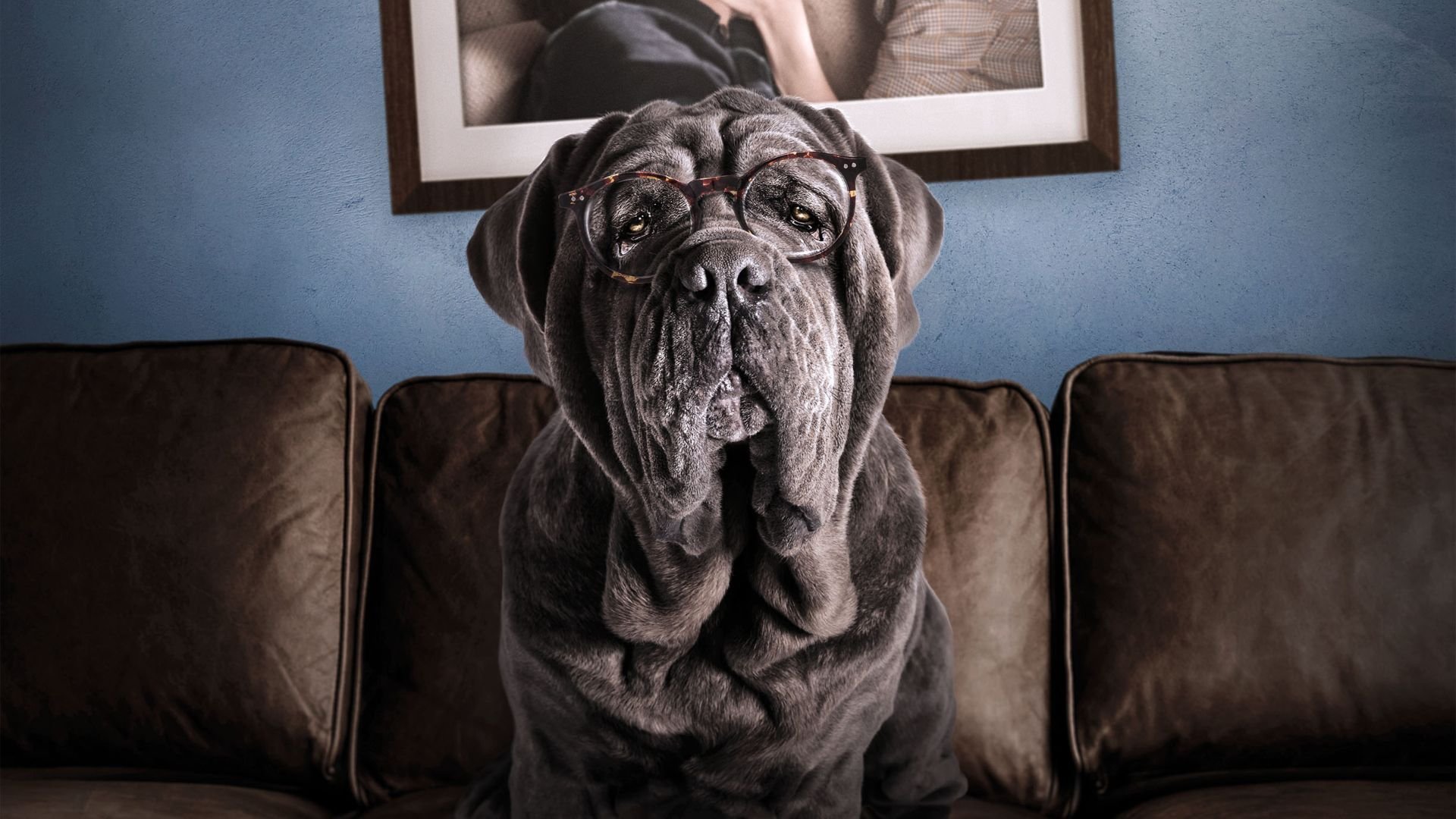 Mon chien stupide