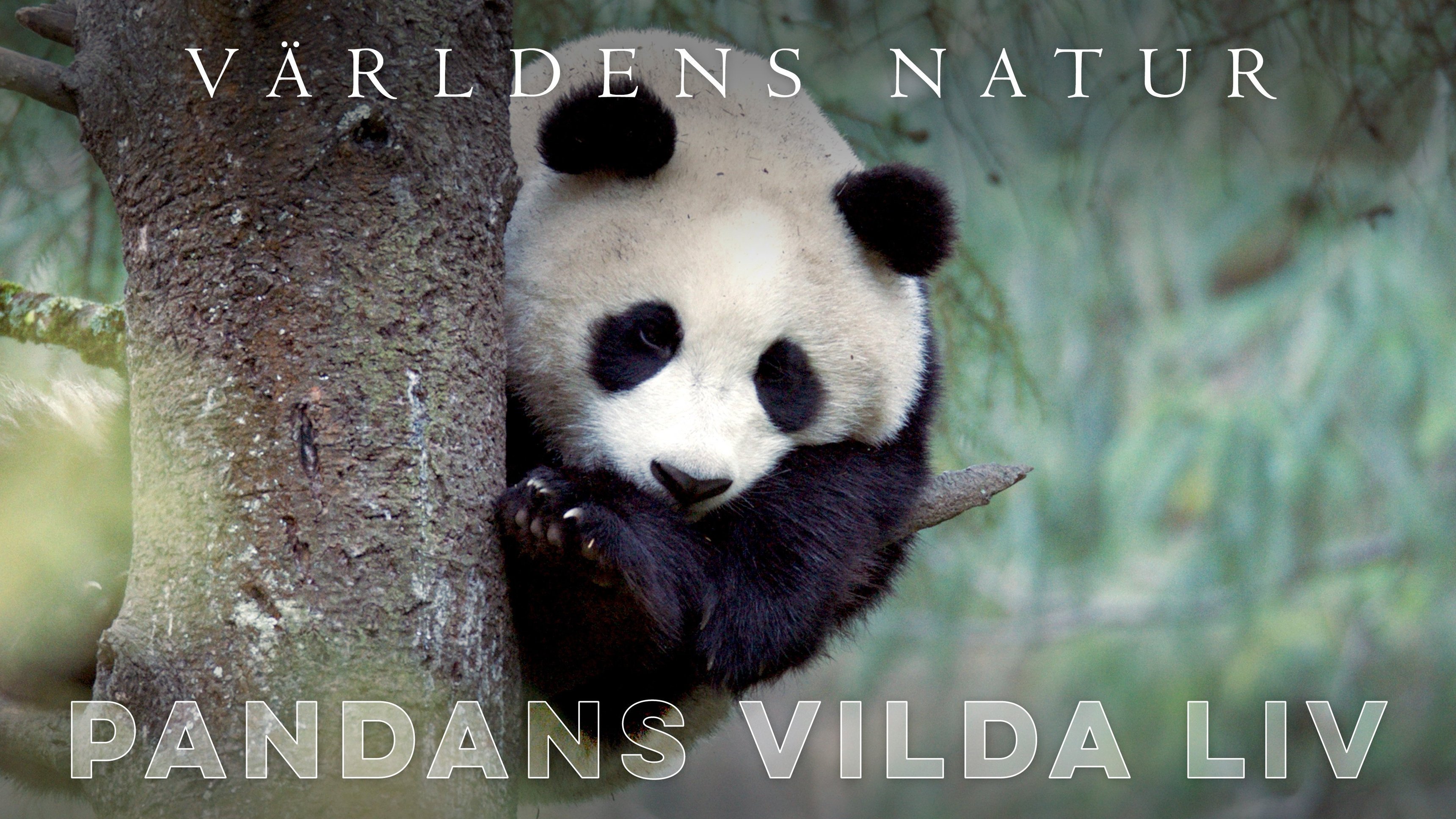 Världens natur: Pandans vilda liv