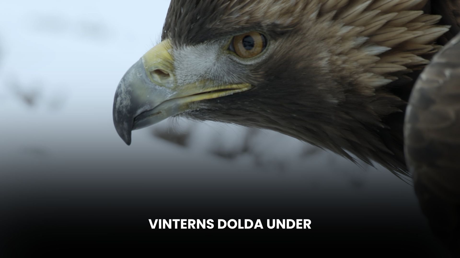 Vinterns dolda under