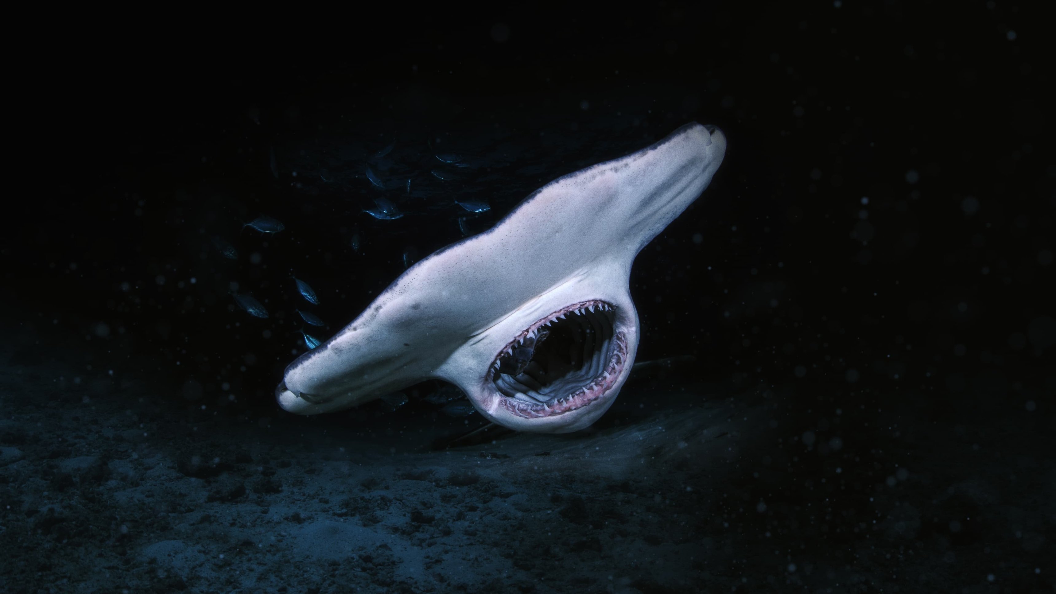 When Sharks Attack... And Why