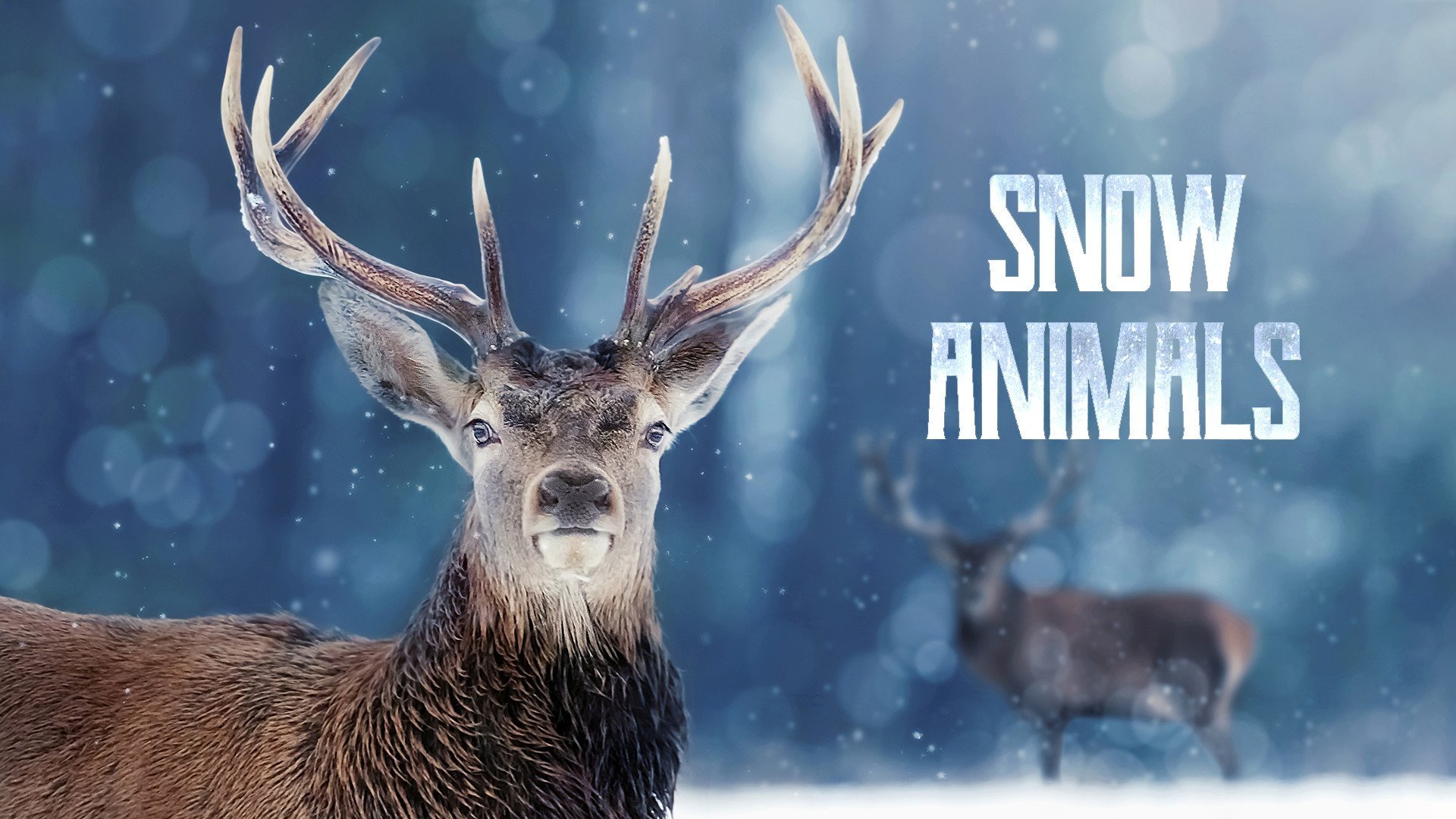 Den vida naturen: Djur i snö