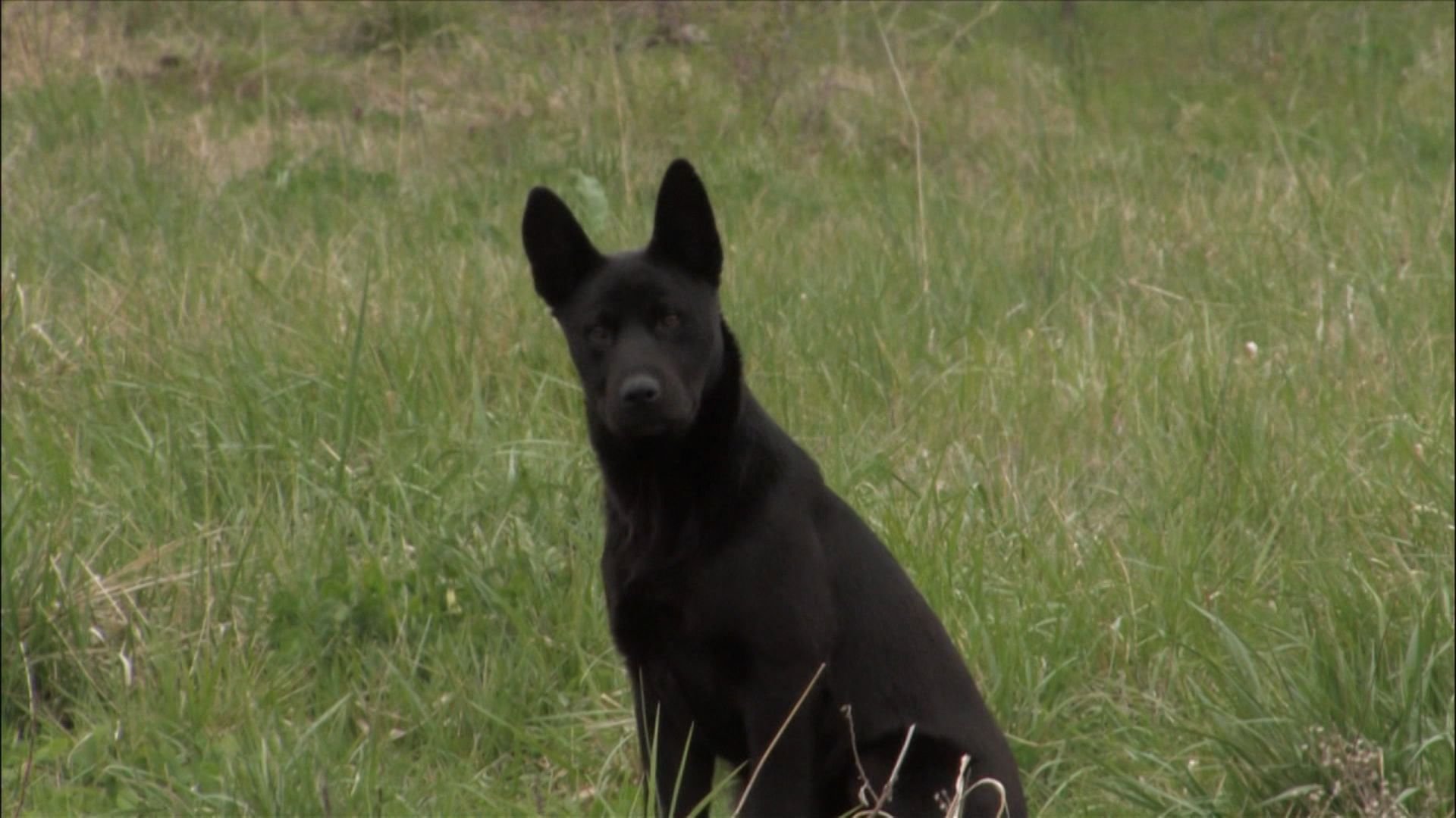 20. The Real Cujo
