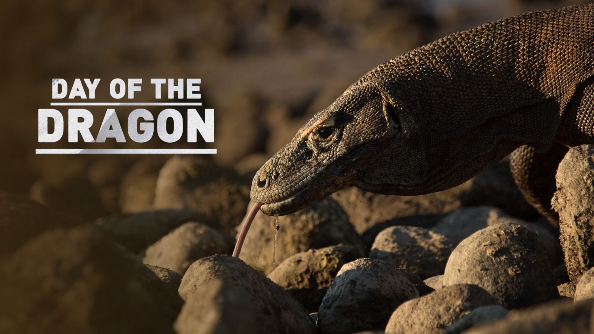 Day of the Dragon