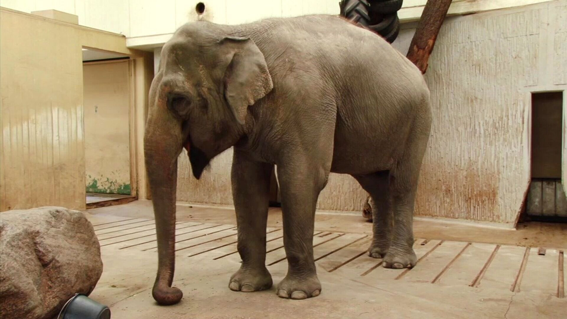 30. Elefant samlar upp mat med snabeln