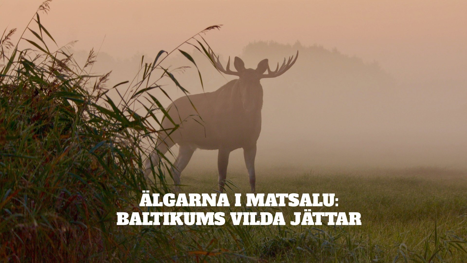 Älgarna i Matsalu: Baltikums vilda jättar