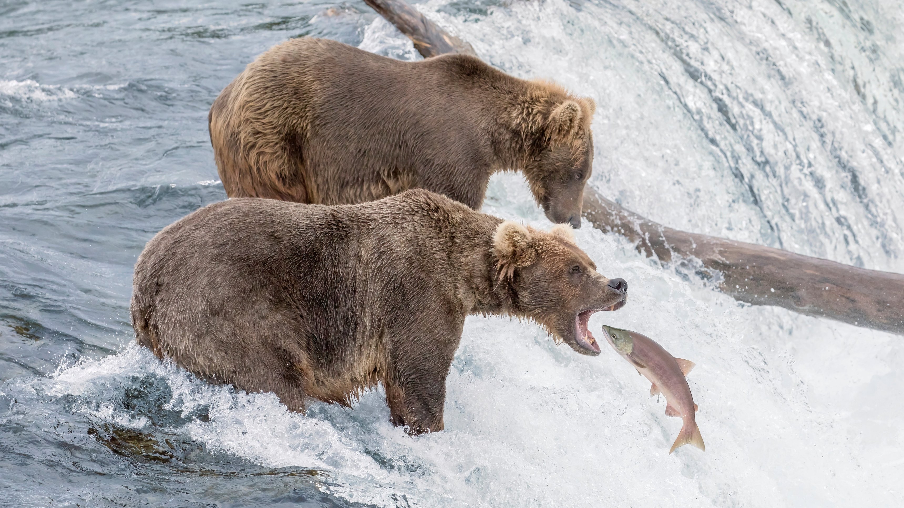 Rovdjurens nedräkning