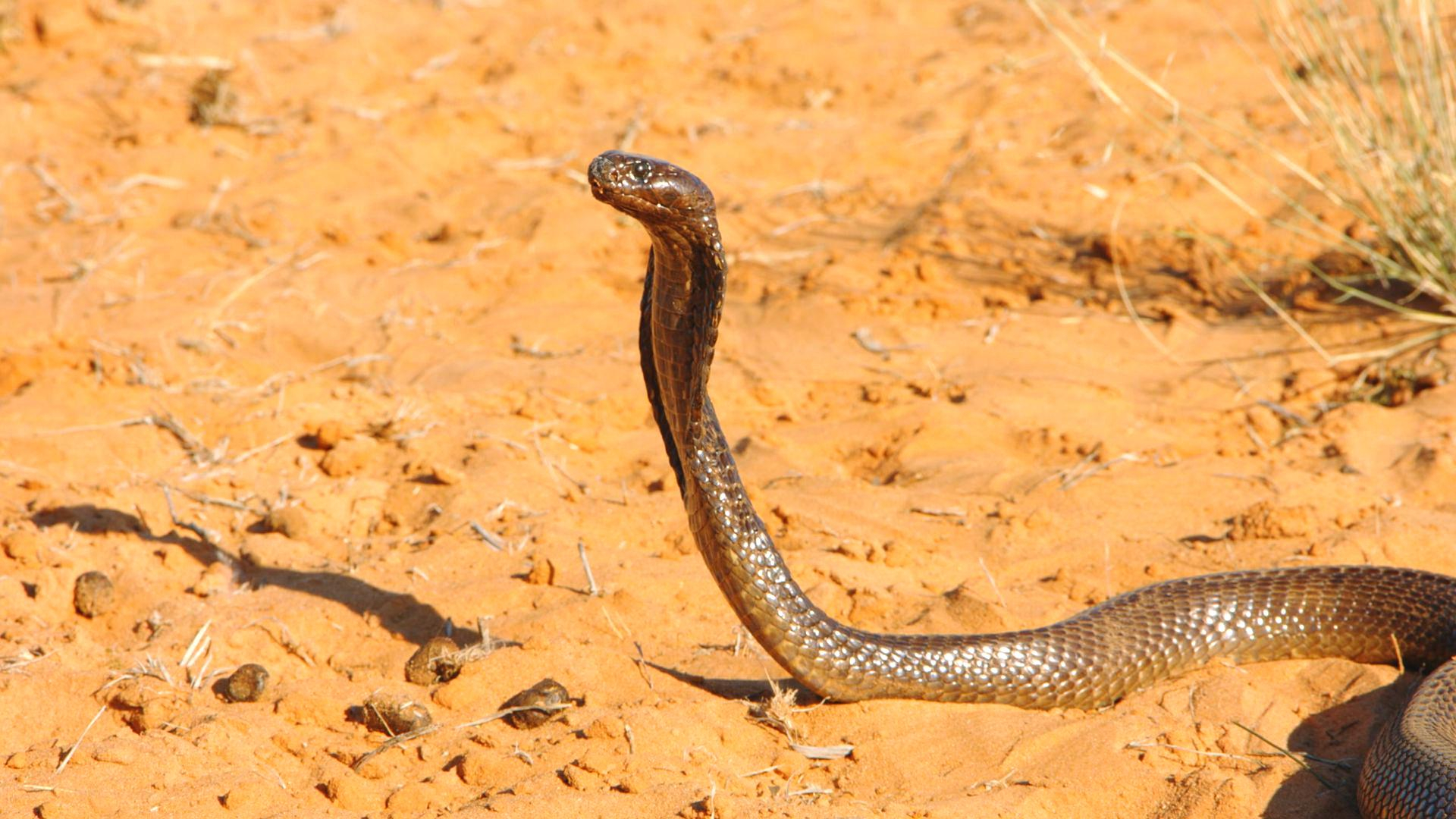 3. Small but Deadly