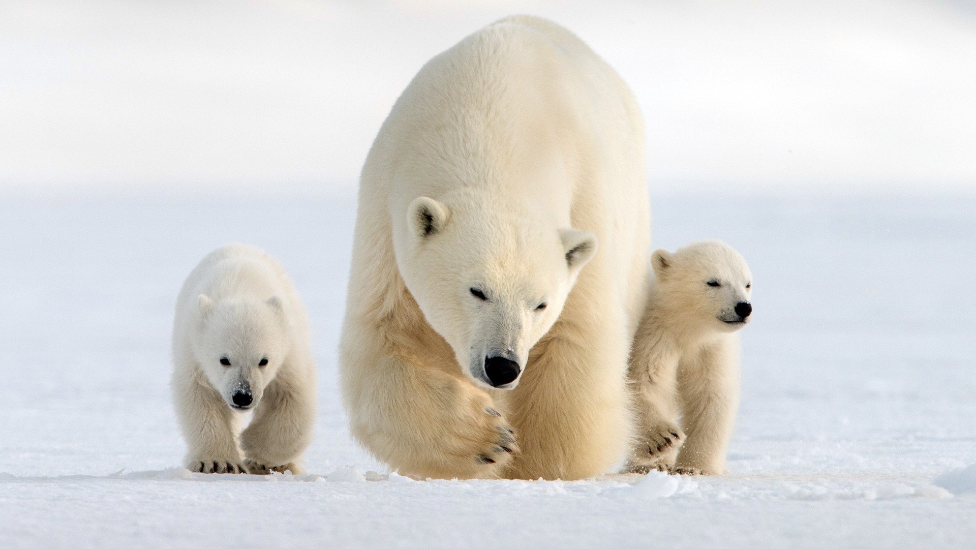Den vida naturen: Isbjörnsfamiljens år