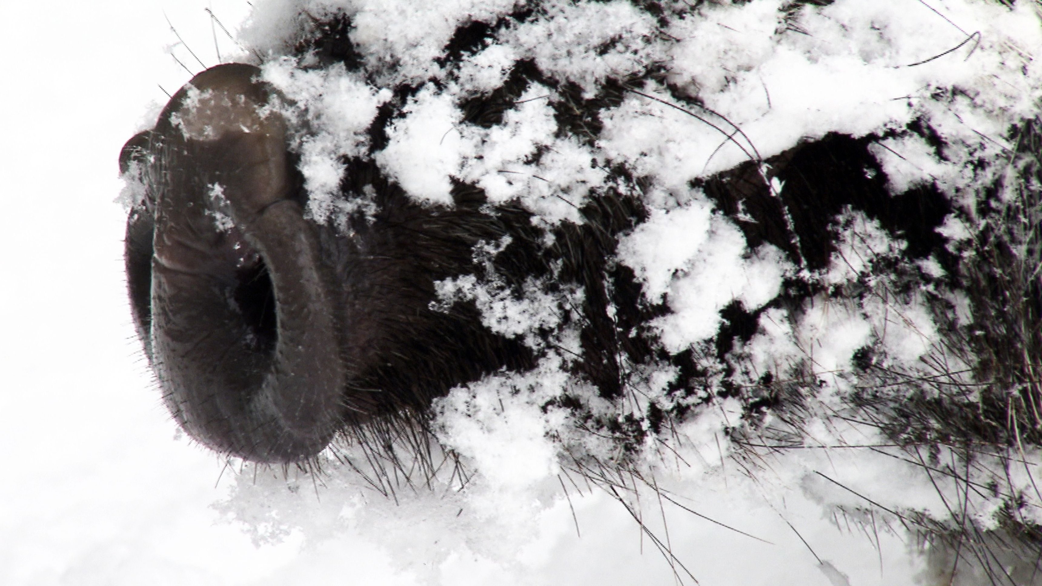 Wild Boar: The Comeback