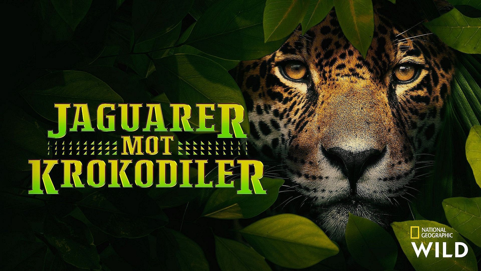 Jaguarer mot krokodiler