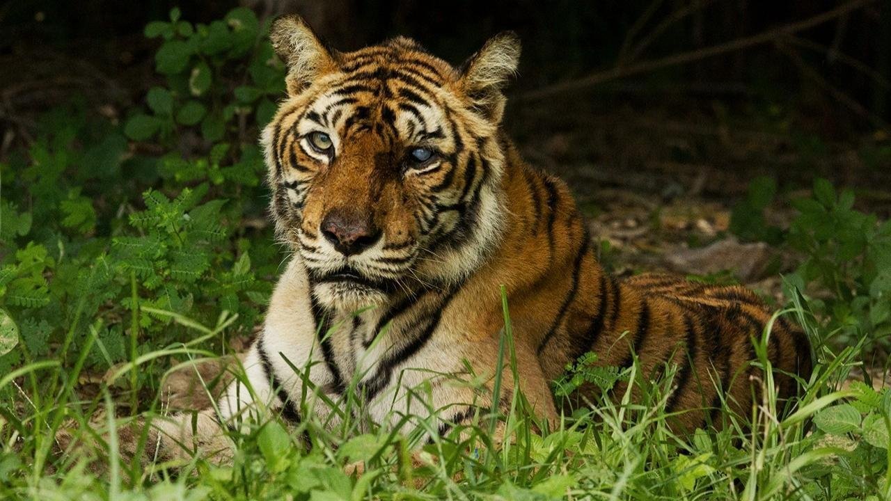 Världens berömdaste tiger