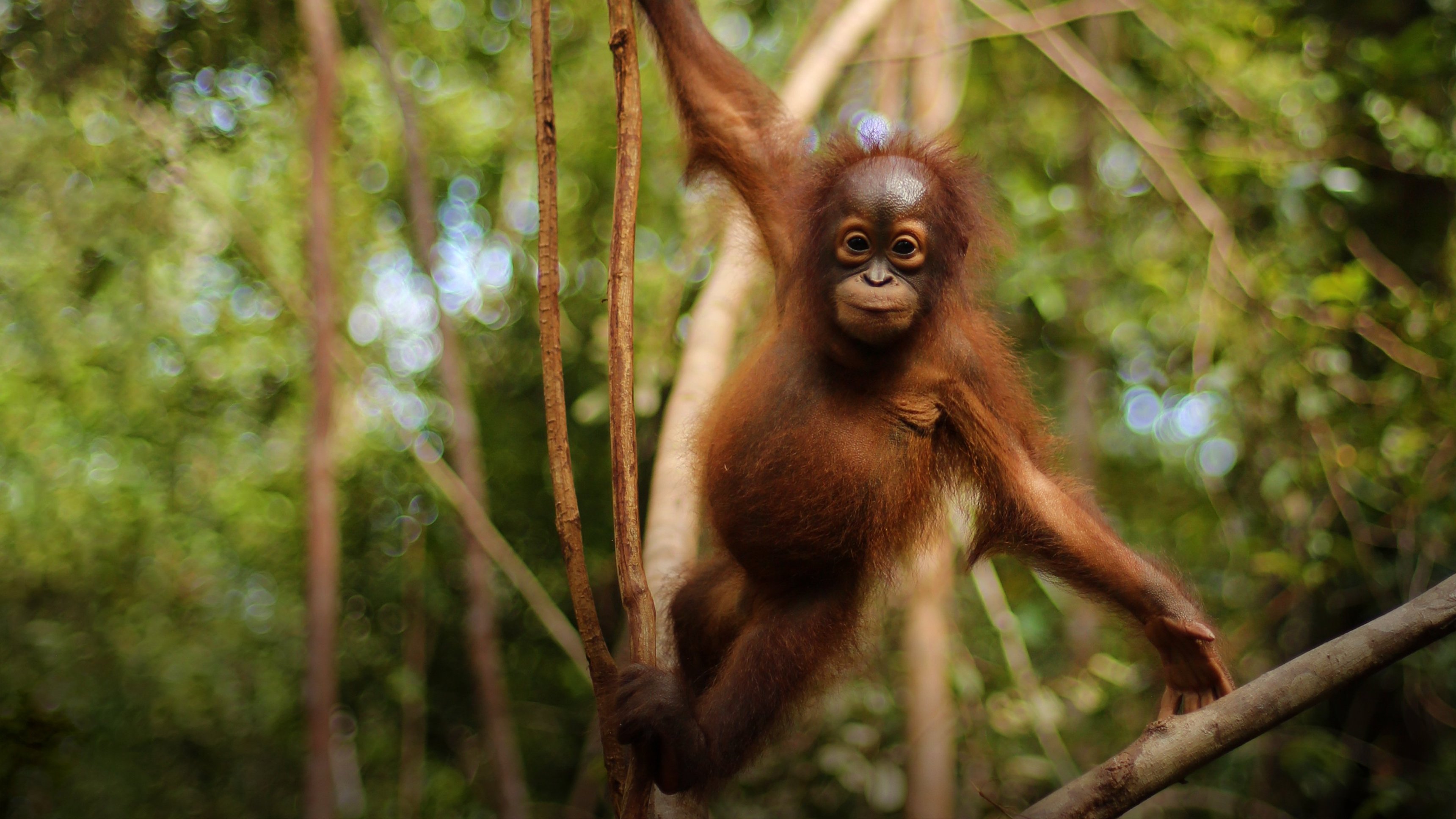 Att bli orangutang